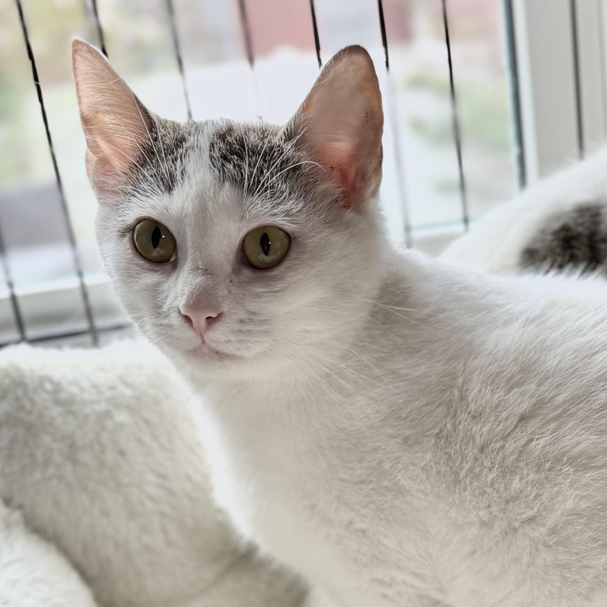 Enlarge Luke, a Adoptable Domestic Short Hair in Murfreesboro, TN image 4/4