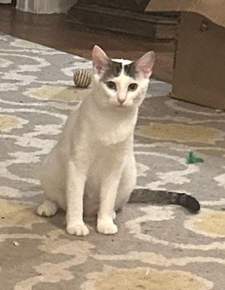 Luke, Young Male Domestic Short Hair