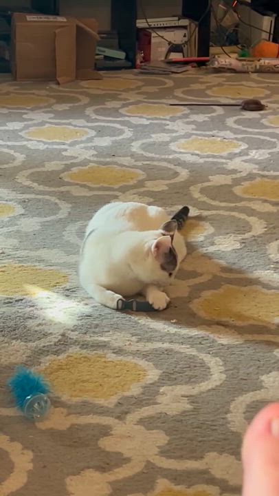 Enlarge Luke, a Adoptable Domestic Short Hair in Murfreesboro, TN video 1/4