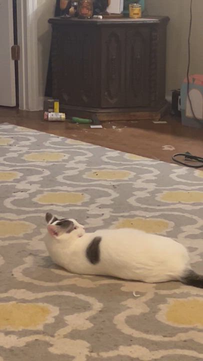 Enlarge Luke, a Adoptable Domestic Short Hair in Murfreesboro, TN video 2/4