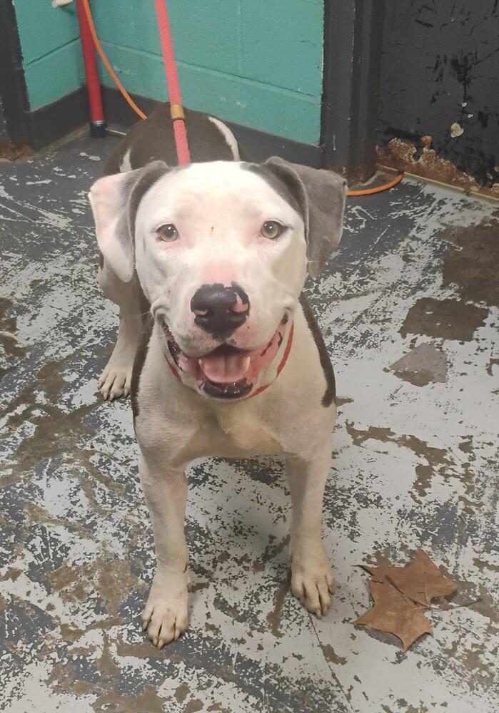 Winnie #210, Adoptable, Adult Female Pit Bull Terrier.
