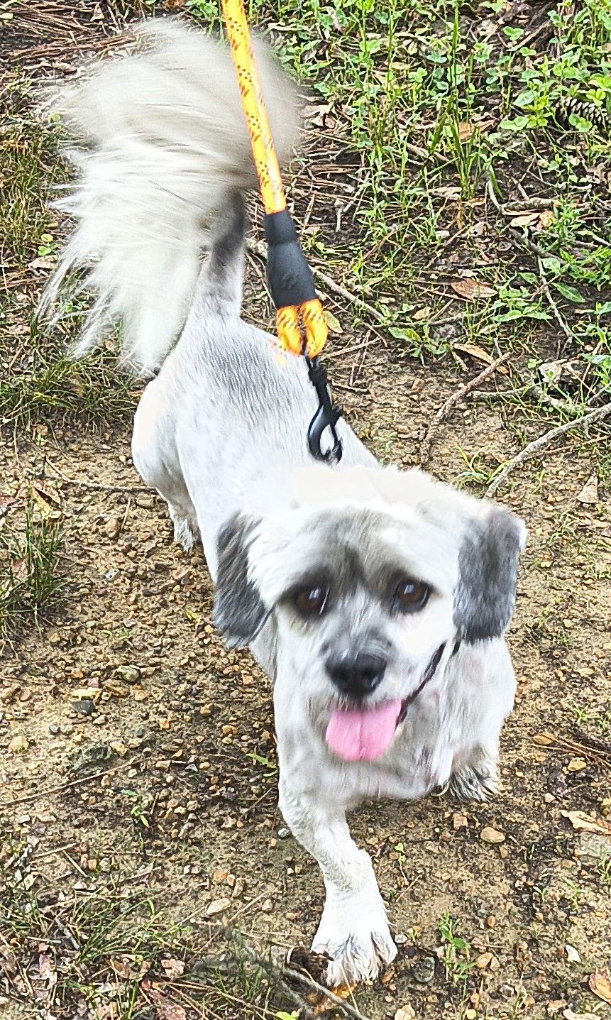 Enlarge Tucker, a Adoptable Lhasa Apso in Baileyton, AL image 2/3