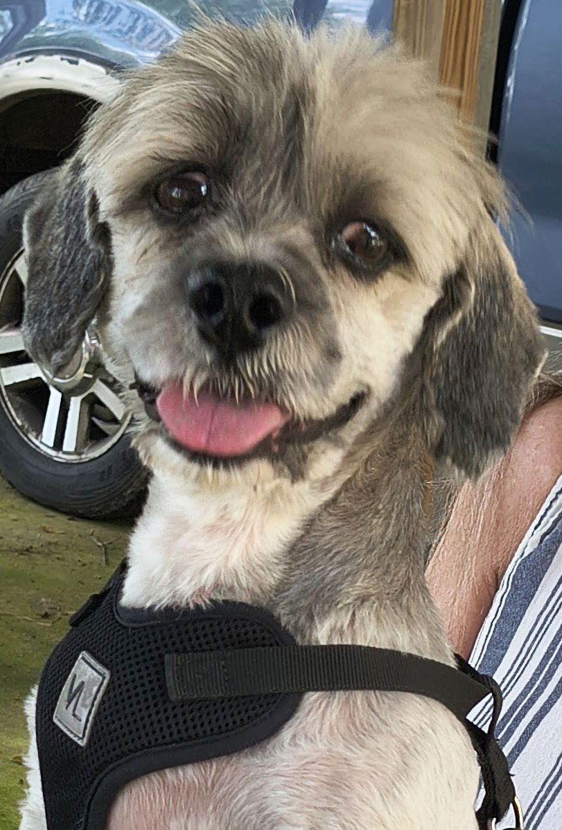 Enlarge Tucker, a Adoptable Lhasa Apso in Baileyton, AL image 3/3