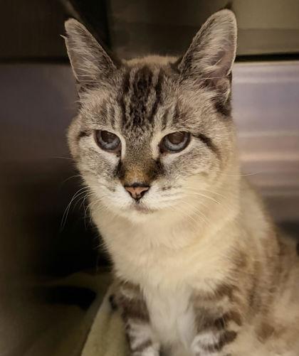 Little Miss Priss, Adoptable, Adult Female Domestic Short Hair & Domestic Short Hair.