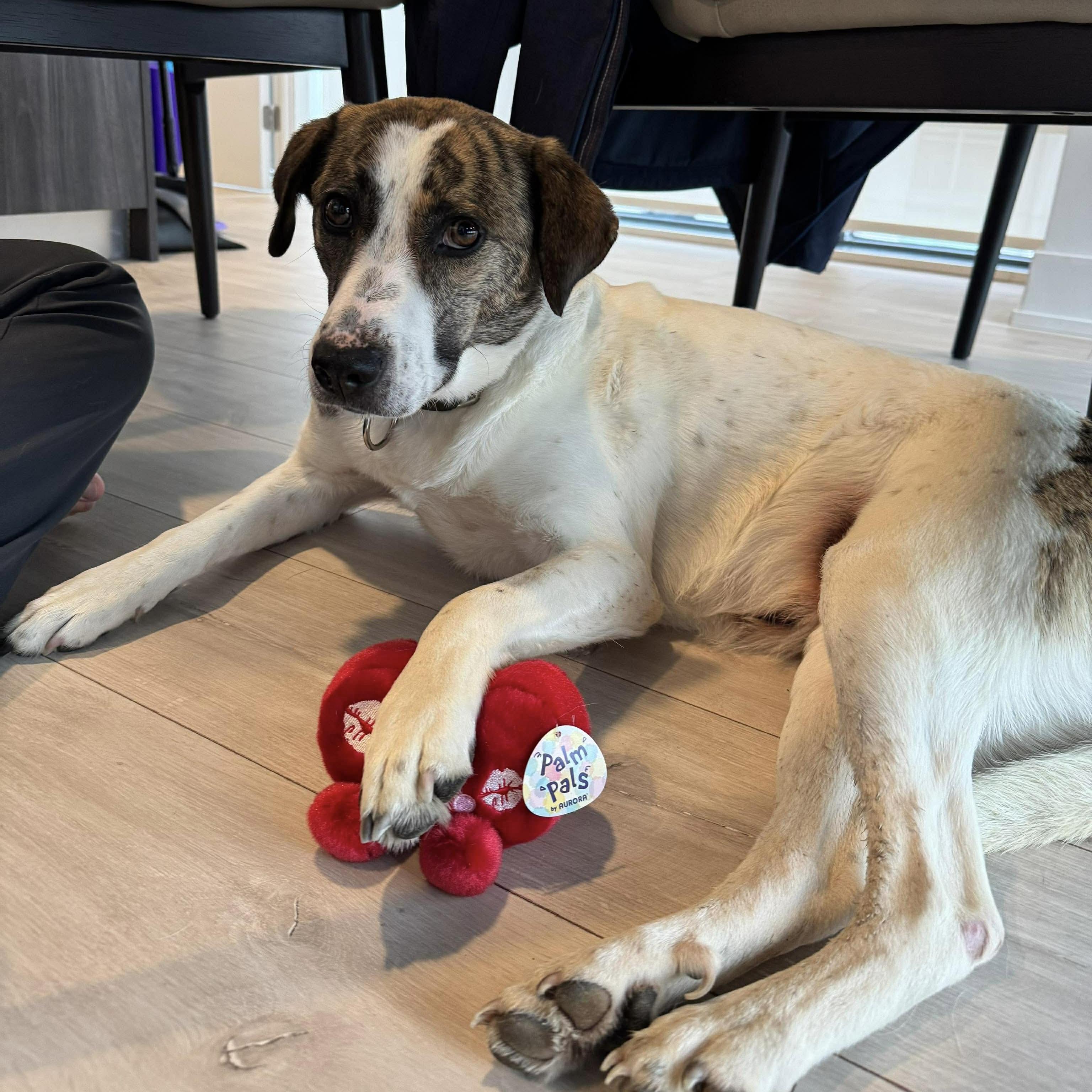 Madison, a ADOPTABLE mixed breed in Mississauga, ON image 3/6