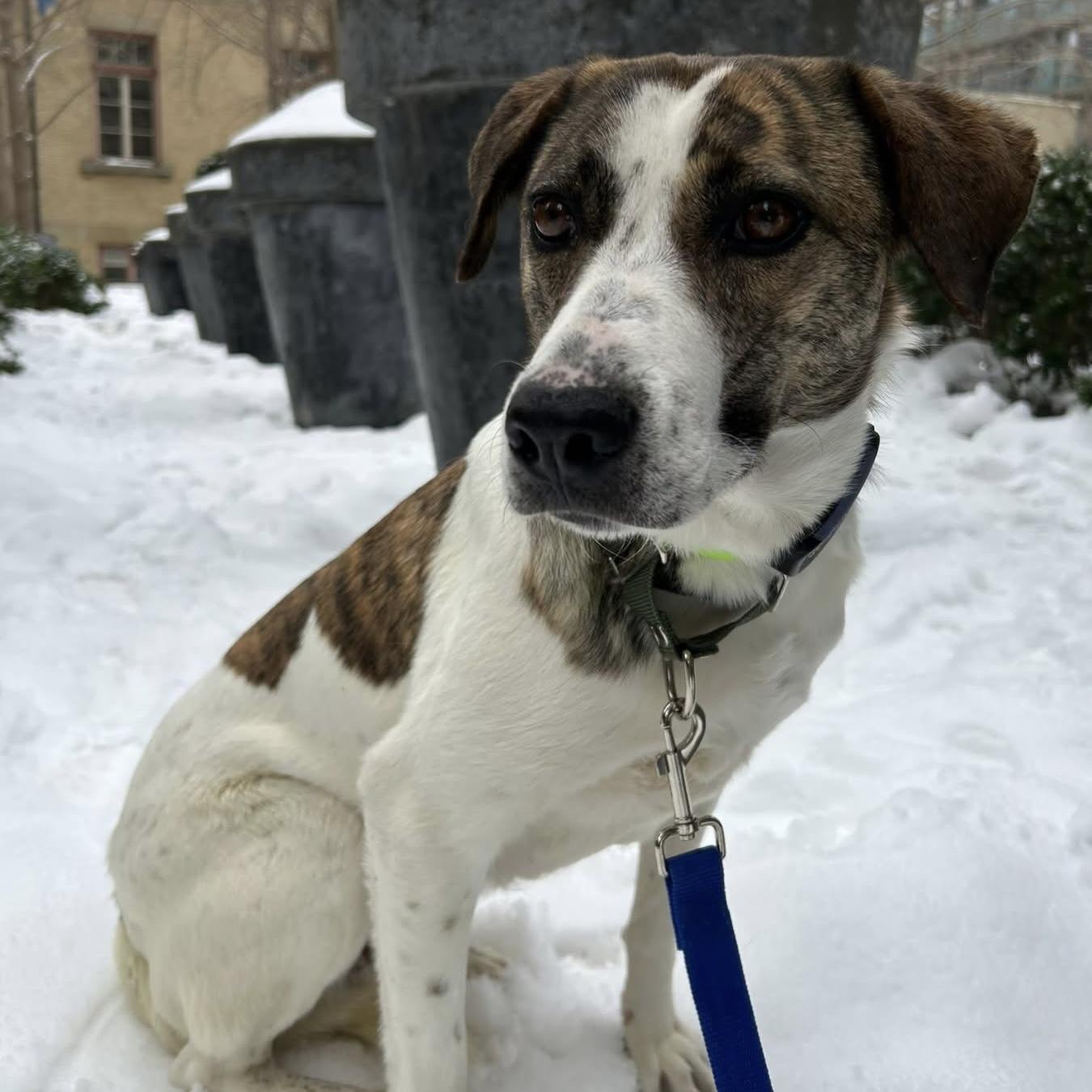 Madison, a ADOPTABLE mixed breed in Mississauga, ON image 2/6