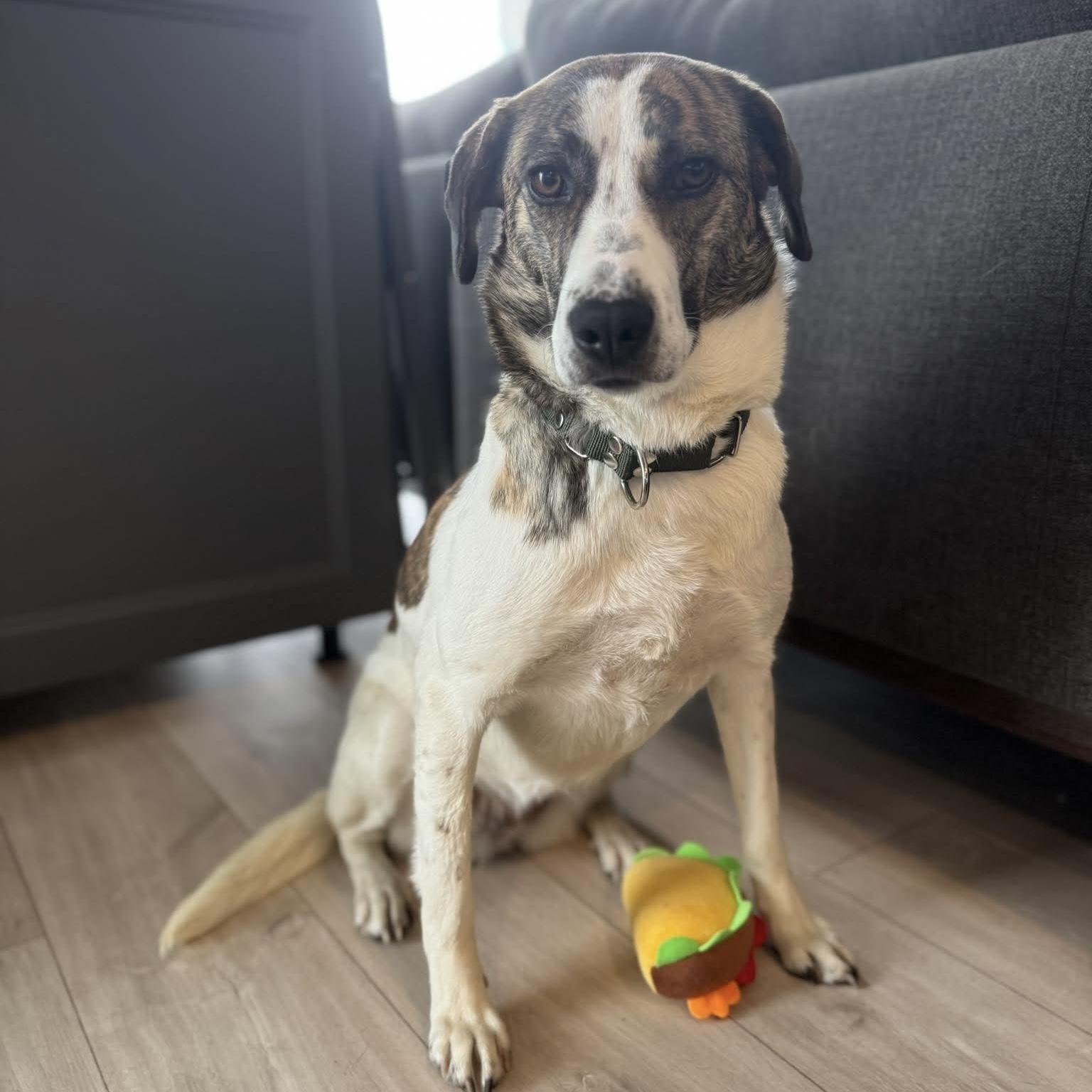 Madison, a ADOPTABLE mixed breed in Mississauga, ON image 4/6
