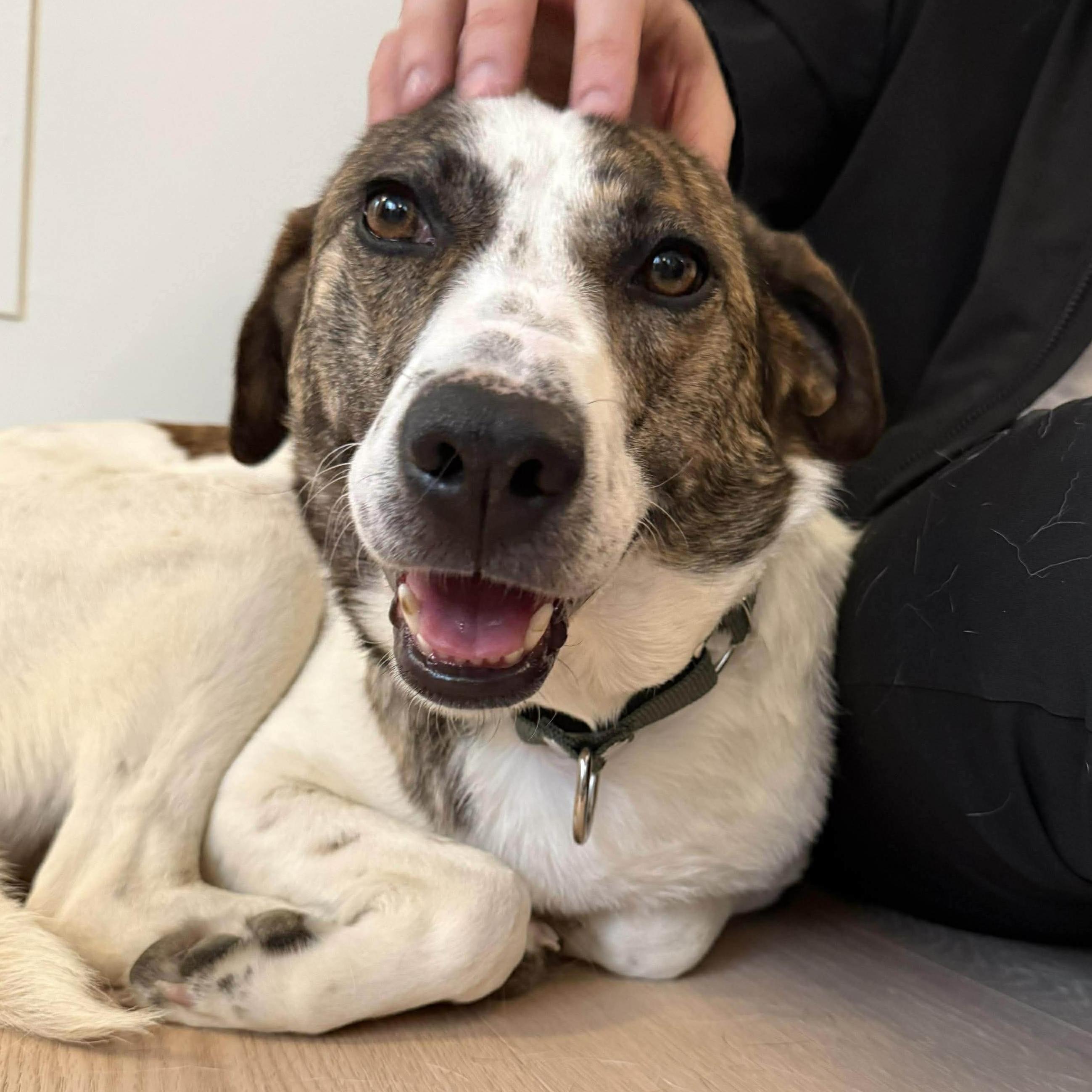 Madison, ADOPTABLE, Young Female Mixed Breed.