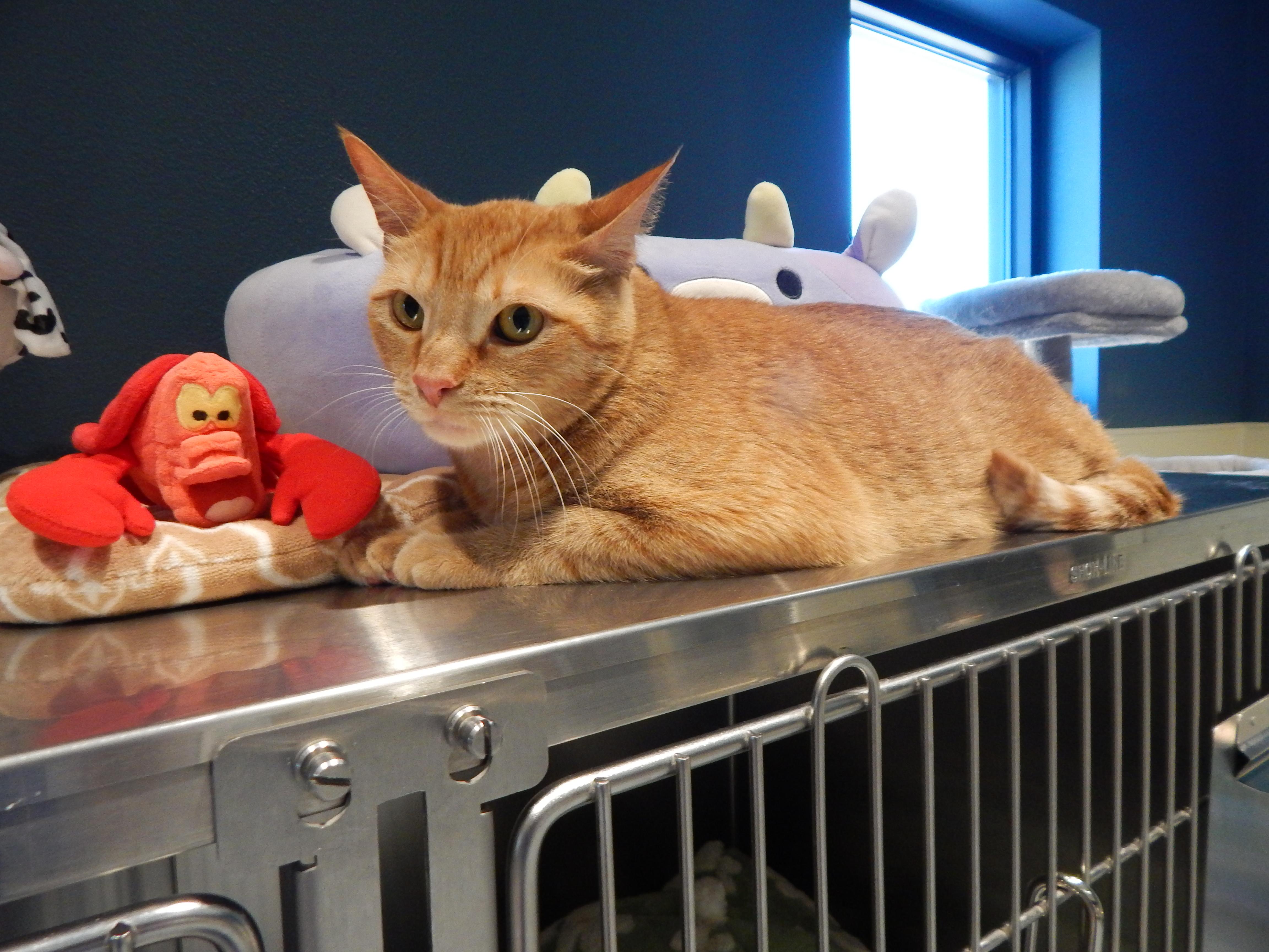 Enlarge Lasagna, an adopted Domestic Short Hair in Mesquite, NV image 2/4