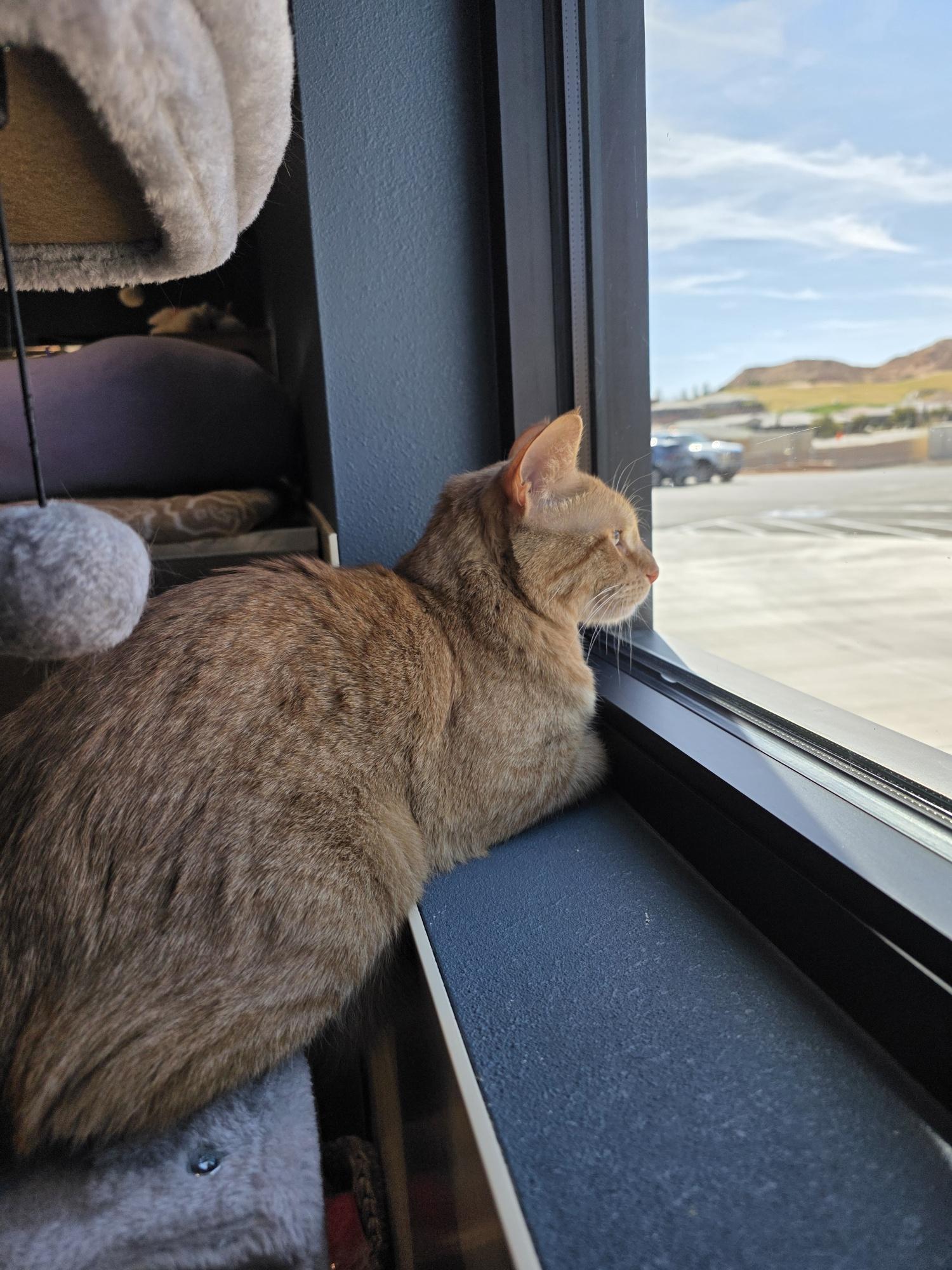Enlarge Lasagna, an adopted Domestic Short Hair in Mesquite, NV image 4/4