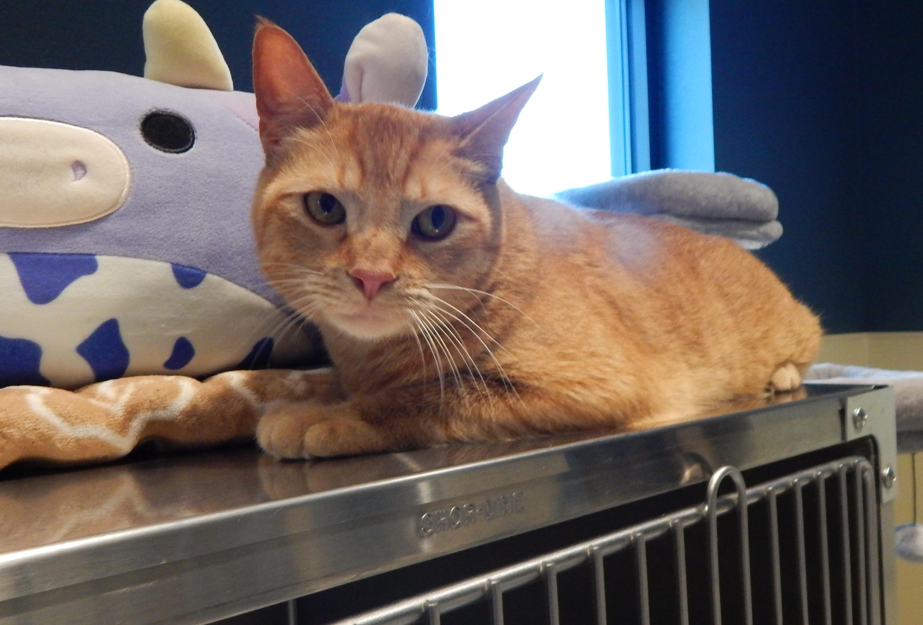 Enlarge Lasagna, an adopted Domestic Short Hair in Mesquite, NV image 3/4