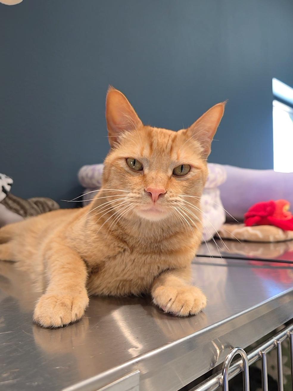 Lasagna, adopted, Adult Male Domestic Short Hair.