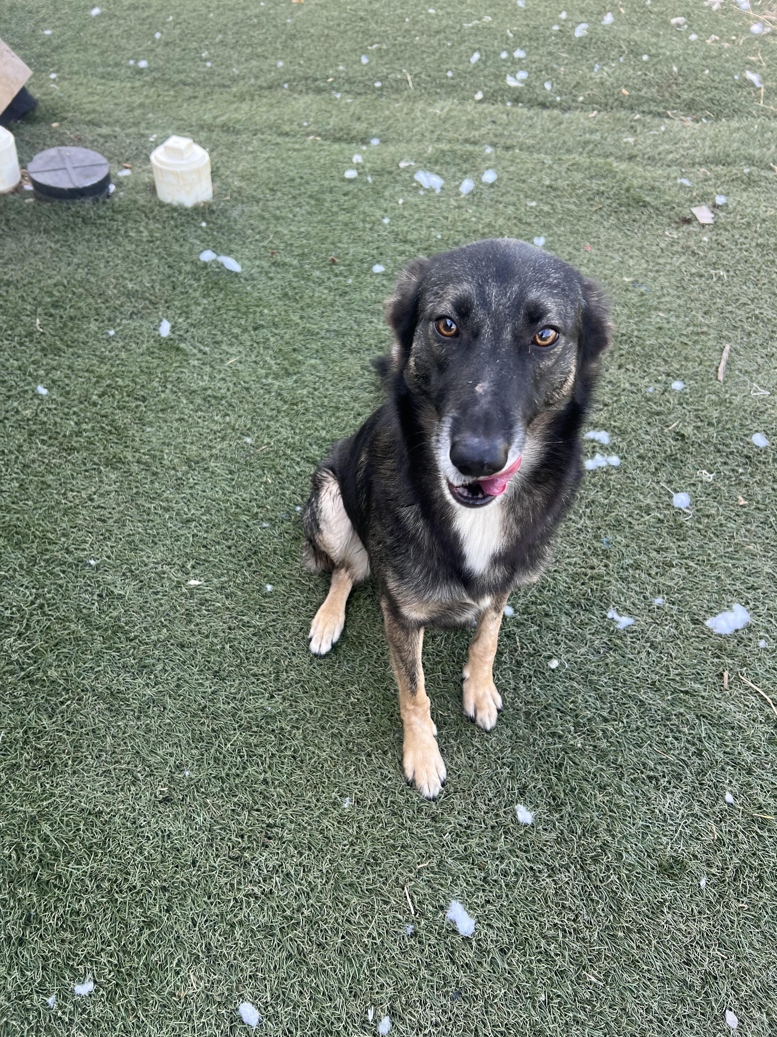 Snotlout, Adoptable, Adult Male Australian Shepherd & German Shepherd Dog.