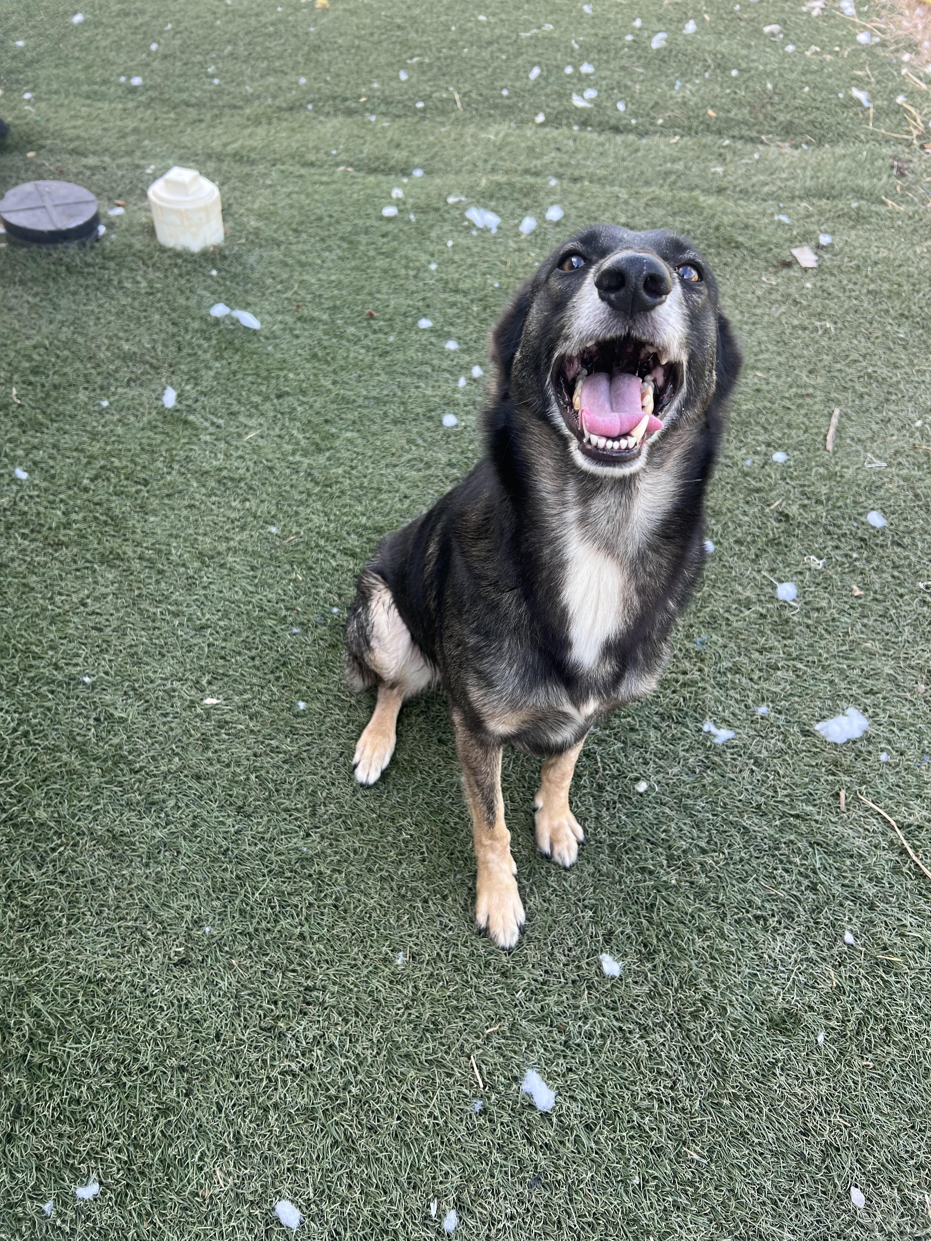 Enlarge Snotlout, a Adoptable mixed breed in Blanchard, OK image 3/3
