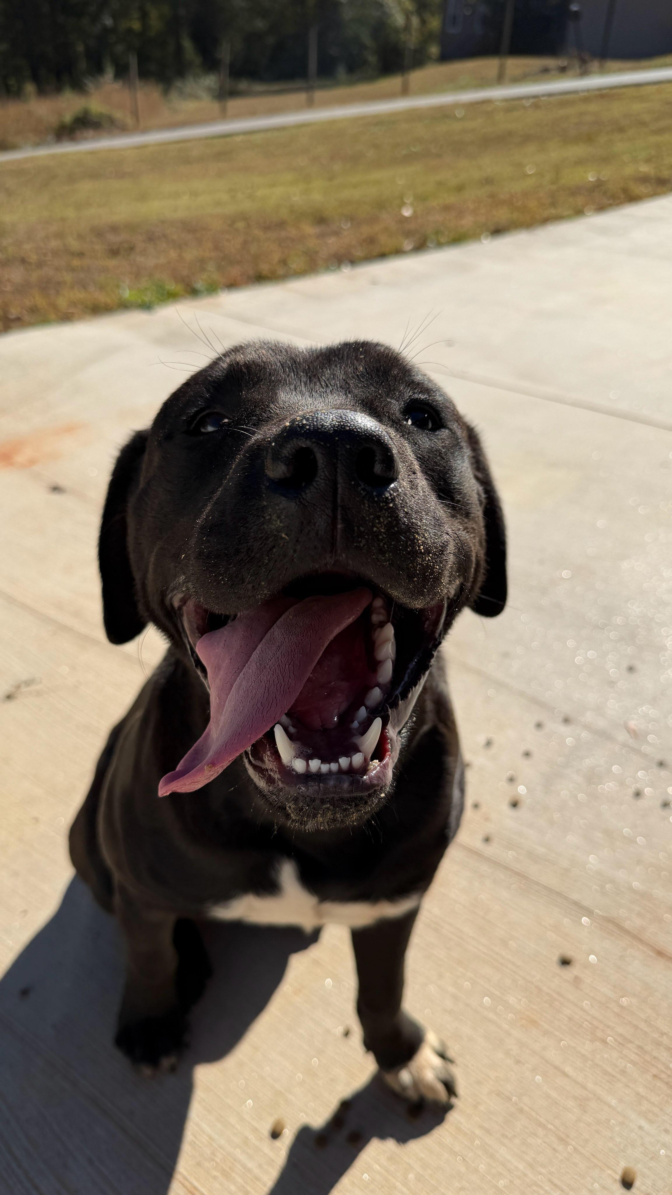 Enlarge Hank, a Adoptable mixed breed in Greenville, SC image 1/1