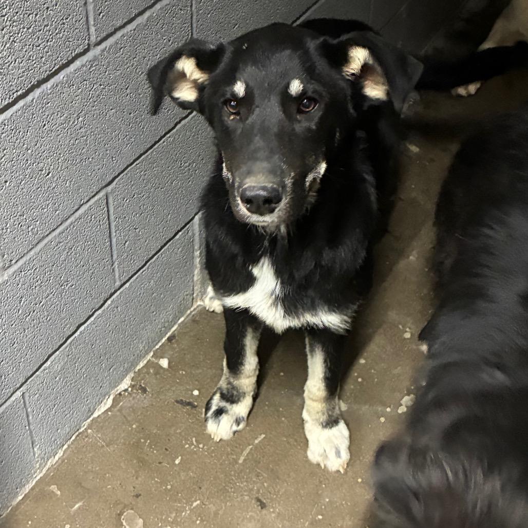 Don, Adoptable, Young Male Mixed Breed.