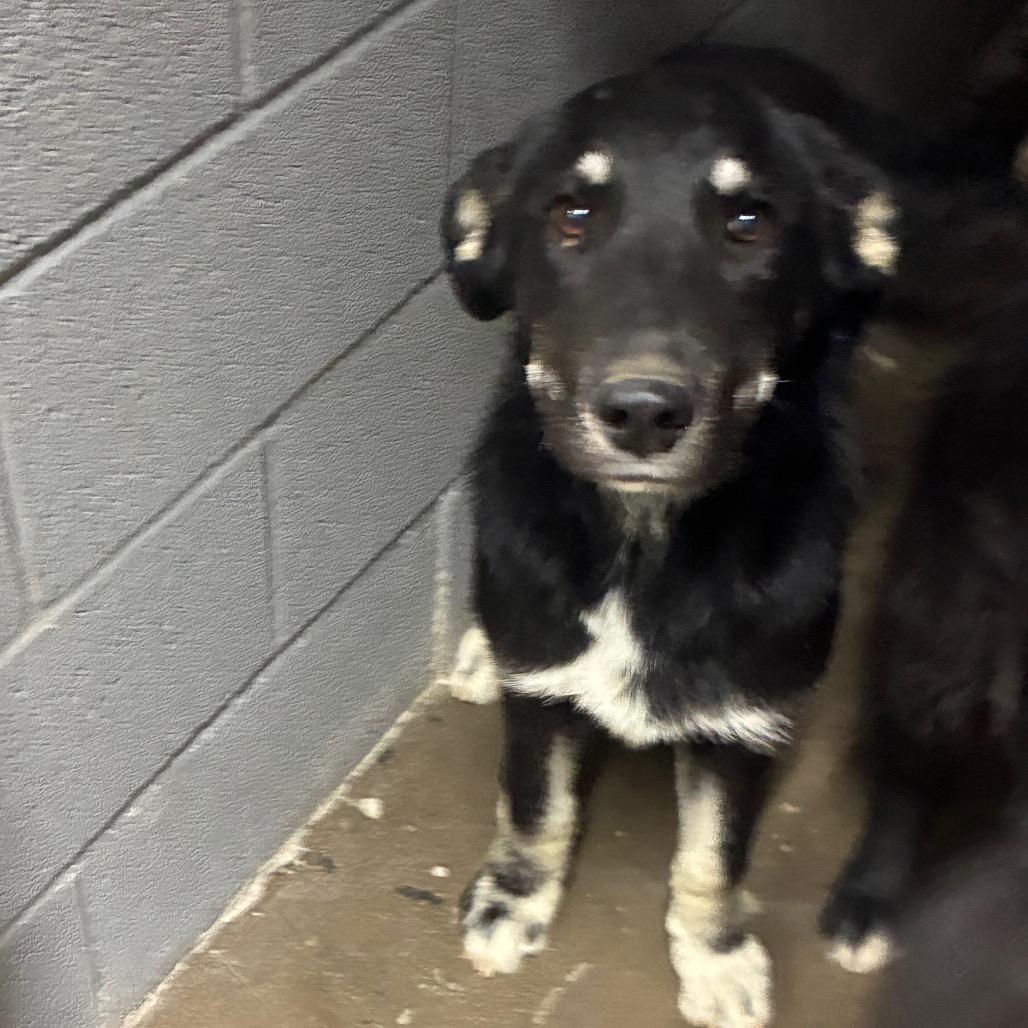 Enlarge Don, a Adoptable Mixed Breed in Corbin, KY image 2/2