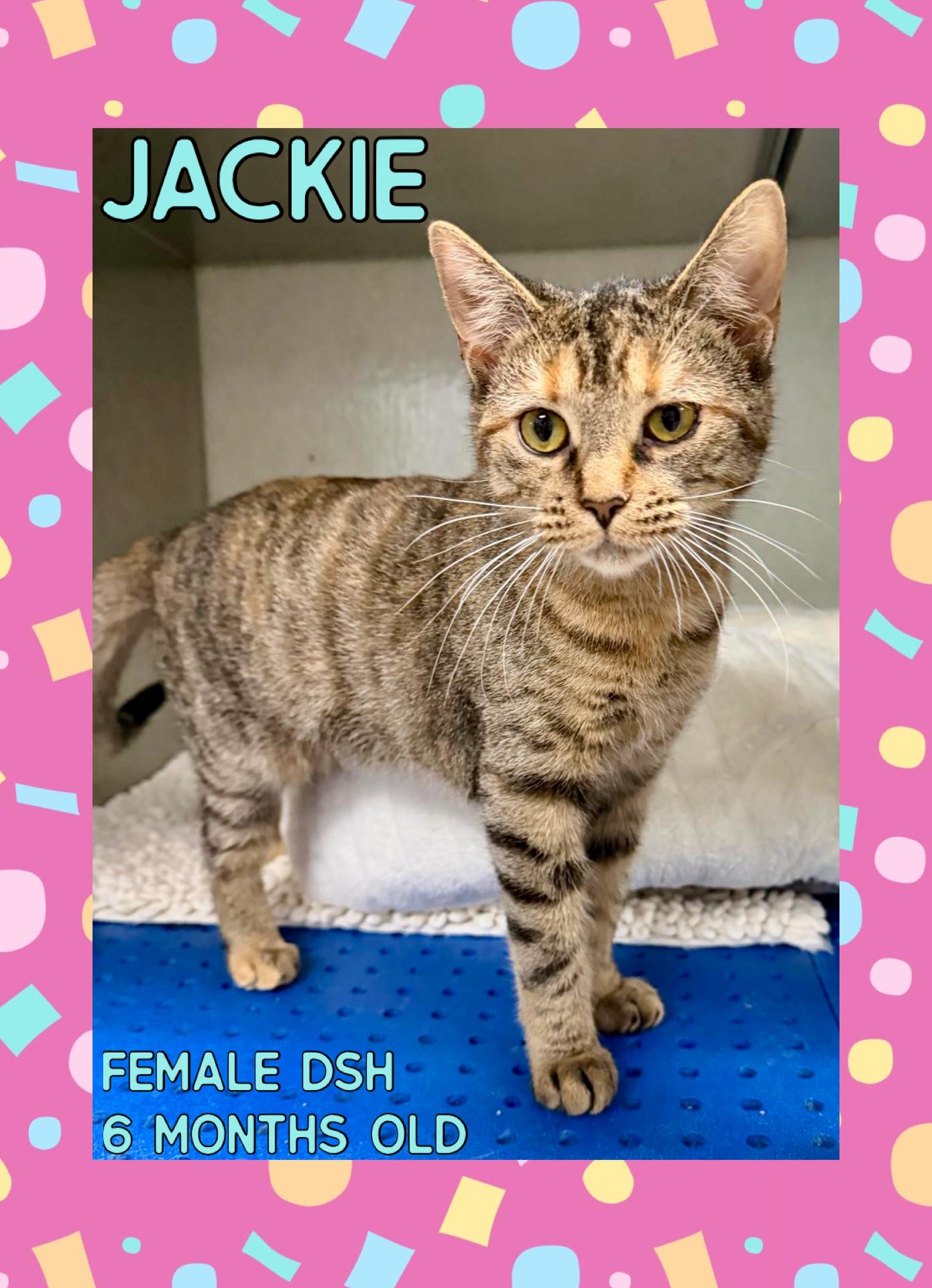 Jackie, Adoptable, Young Female Domestic Short Hair.