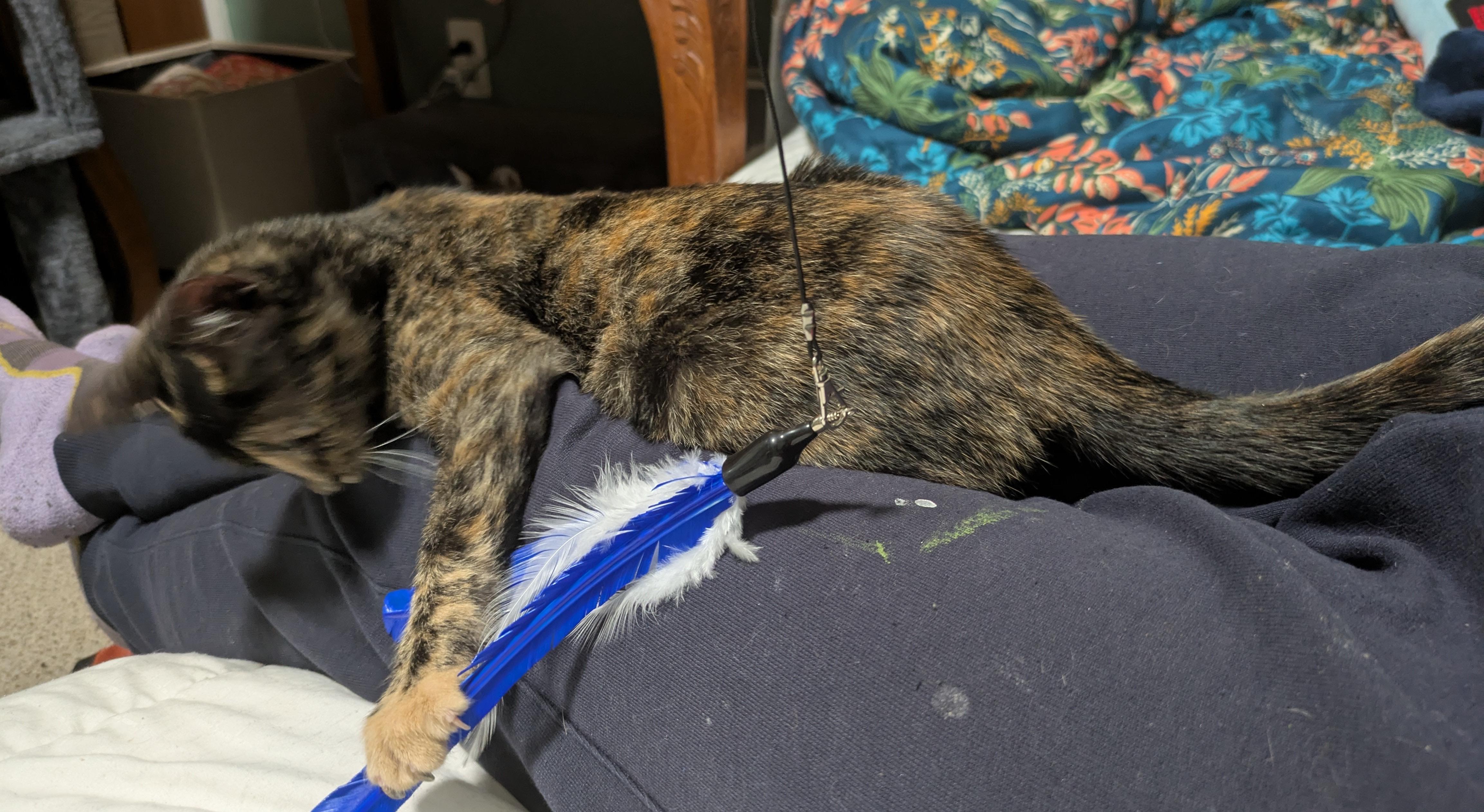 Enlarge Zelda, a ADOPTABLE Domestic Short Hair in Washington Grove, MD image 4/4