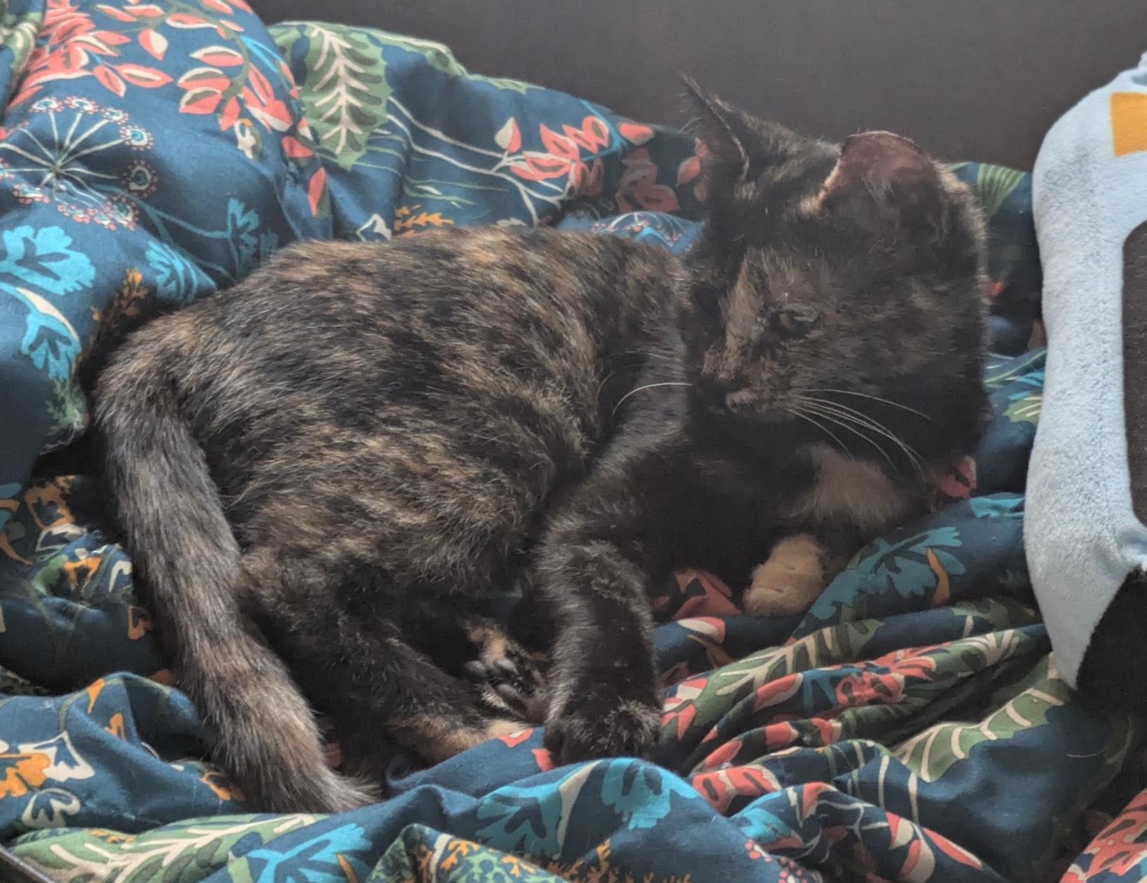 Enlarge Zelda, a ADOPTABLE Domestic Short Hair in Washington Grove, MD image 3/4