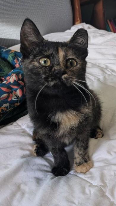 Zelda, ADOPTABLE, Kitten Female Domestic Short Hair.