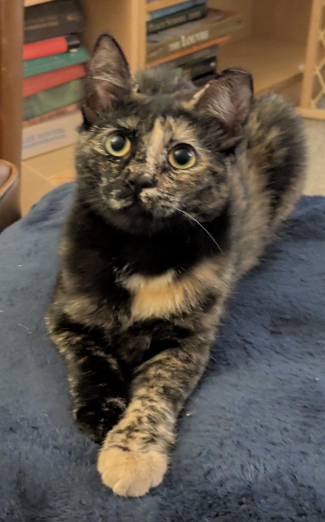 Enlarge Zelda, a ADOPTABLE Domestic Short Hair in Washington Grove, MD image 1/5