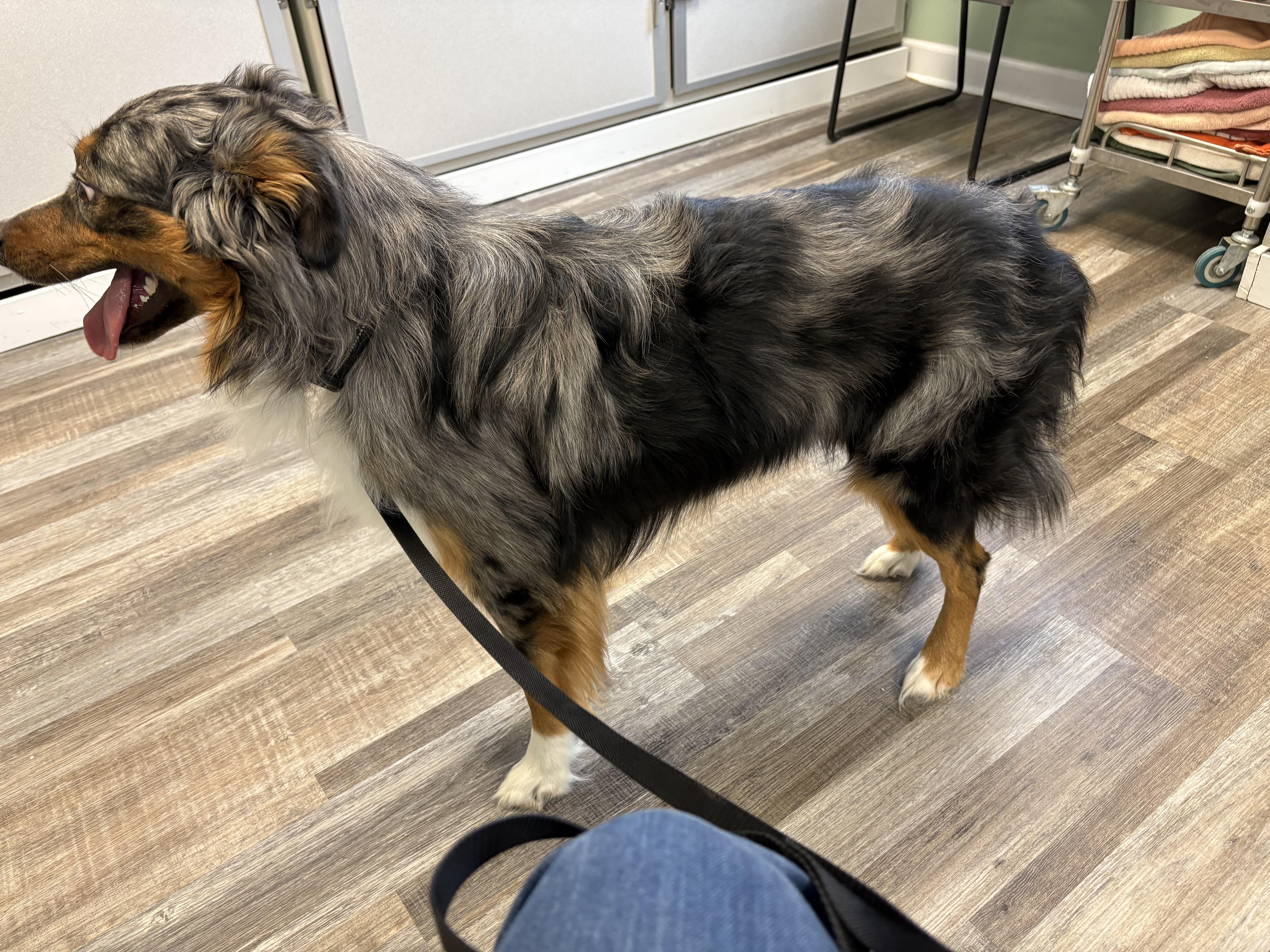 Enlarge Apollo, a ADOPTABLE mixed breed in St. Ignace, MI image 3/3