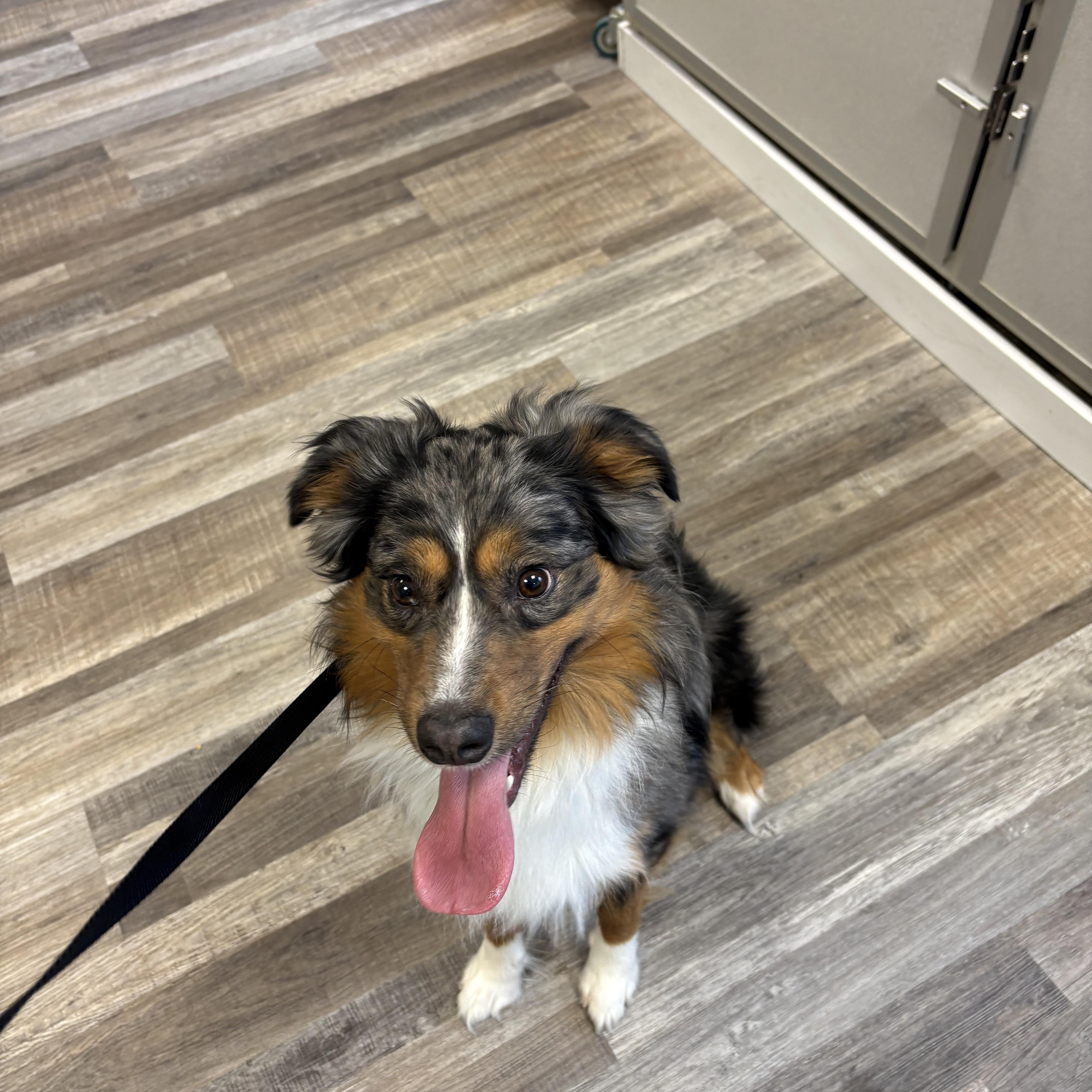 Enlarge Apollo, a ADOPTABLE mixed breed in St. Ignace, MI image 1/3