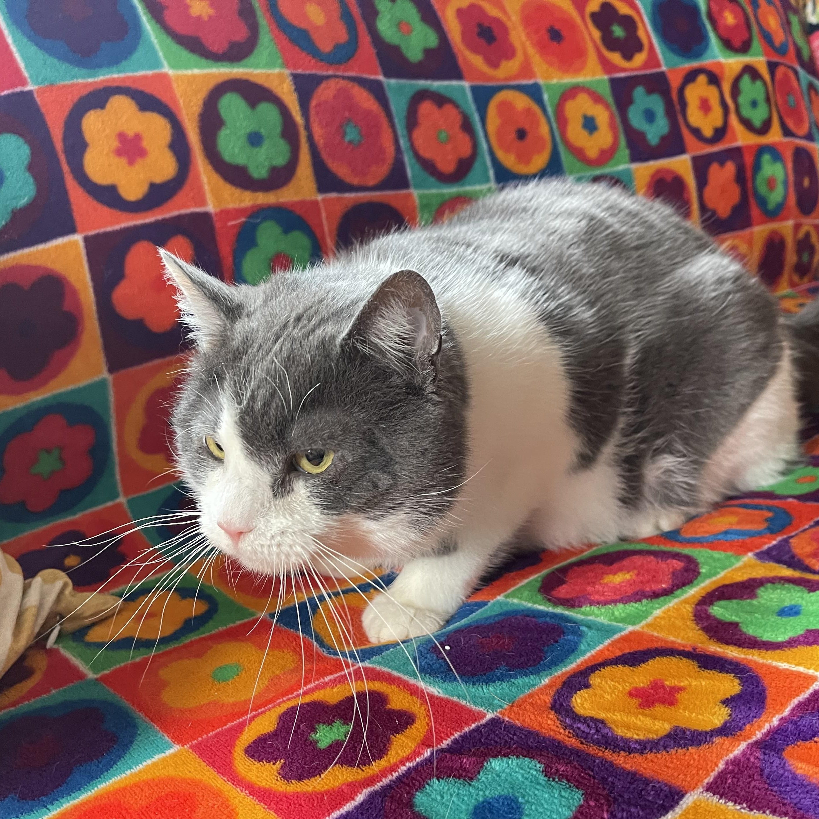 Enlarge Theodore, a Adoptable mixed breed in Scranton, PA image 4/6