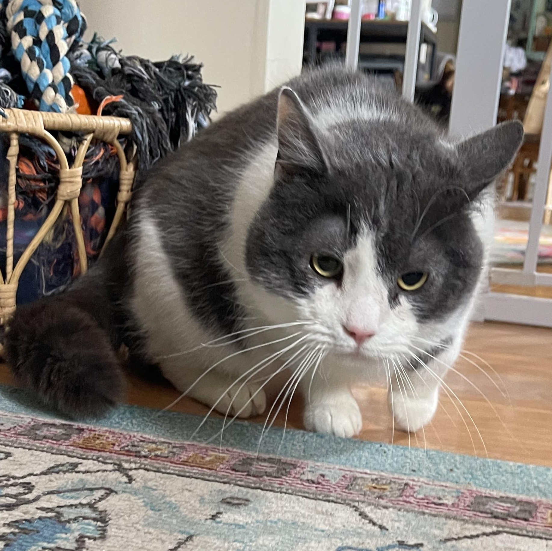 Enlarge Theodore, a Adoptable mixed breed in Scranton, PA image 5/6