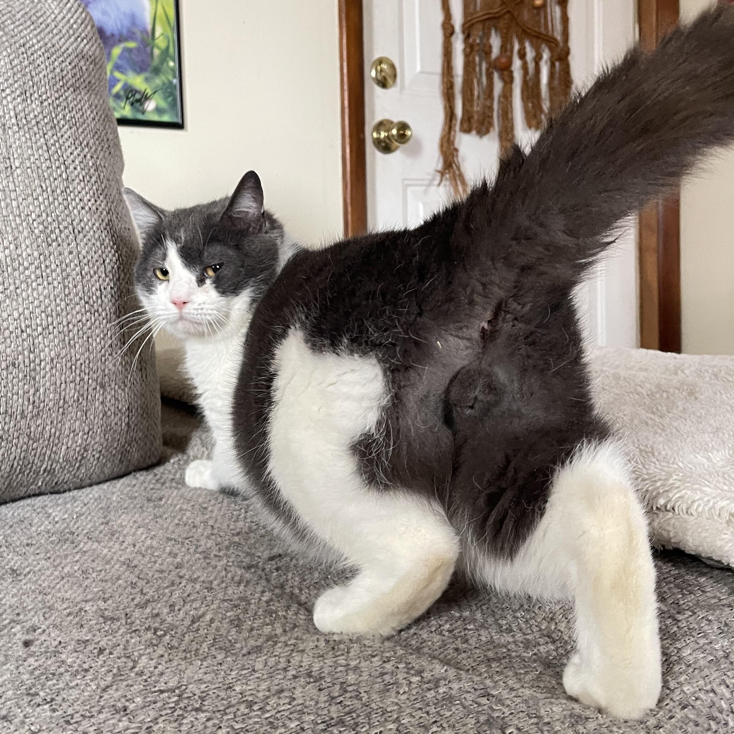 Enlarge Theodore, a Adoptable mixed breed in Scranton, PA image 2/6