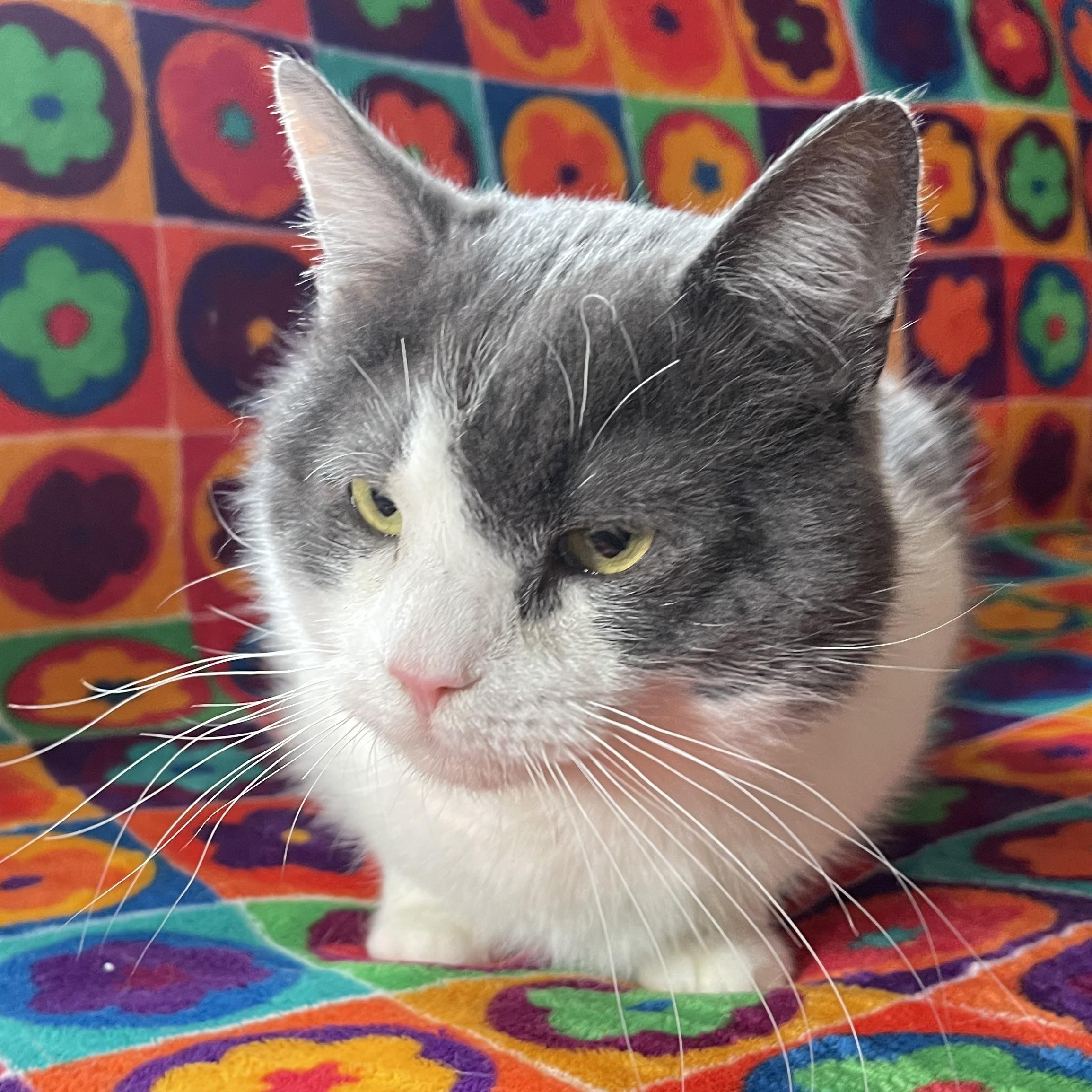 Enlarge Theodore, a Adoptable mixed breed in Scranton, PA image 3/6