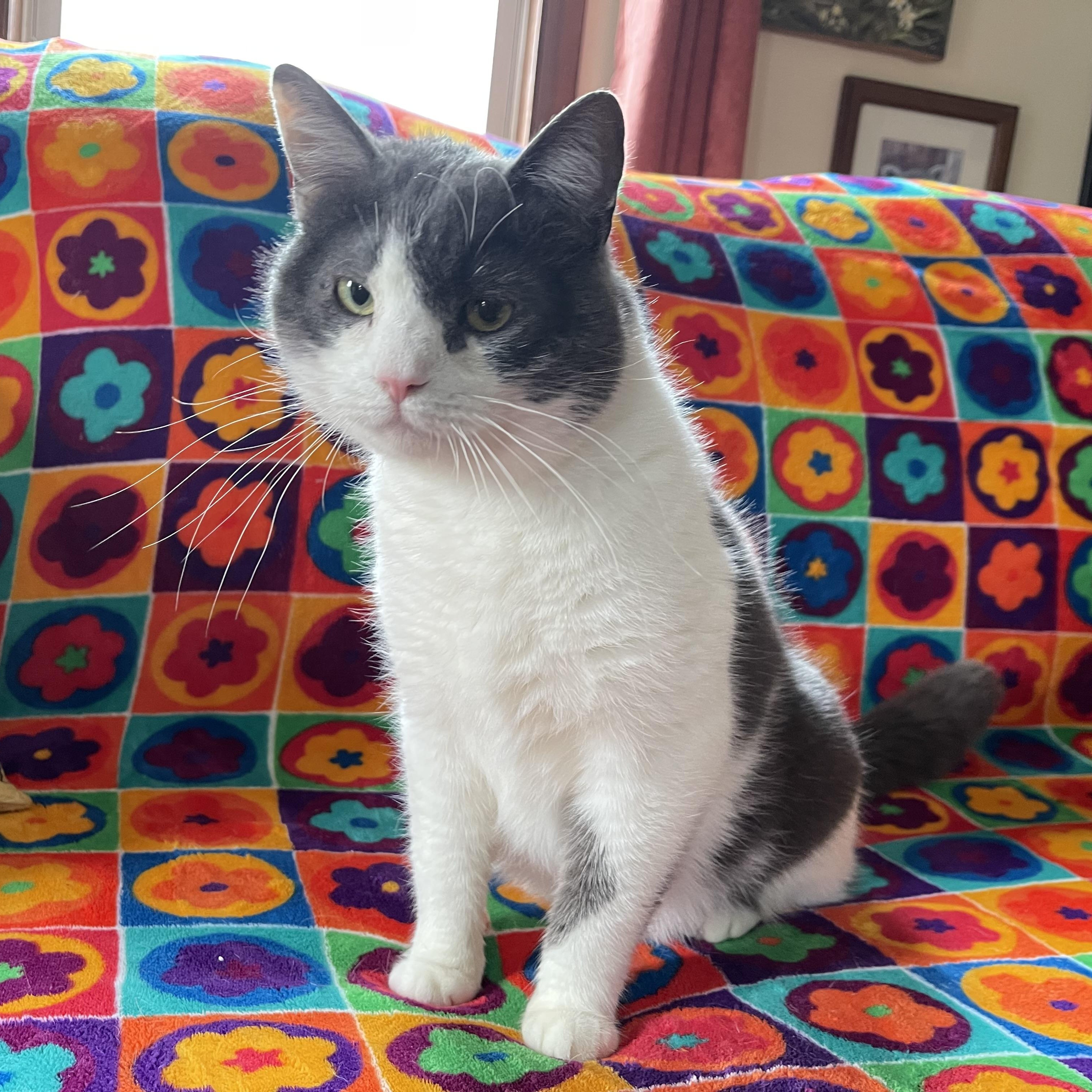 Theodore, Adoptable, Adult Male Domestic Short Hair & Tabby.