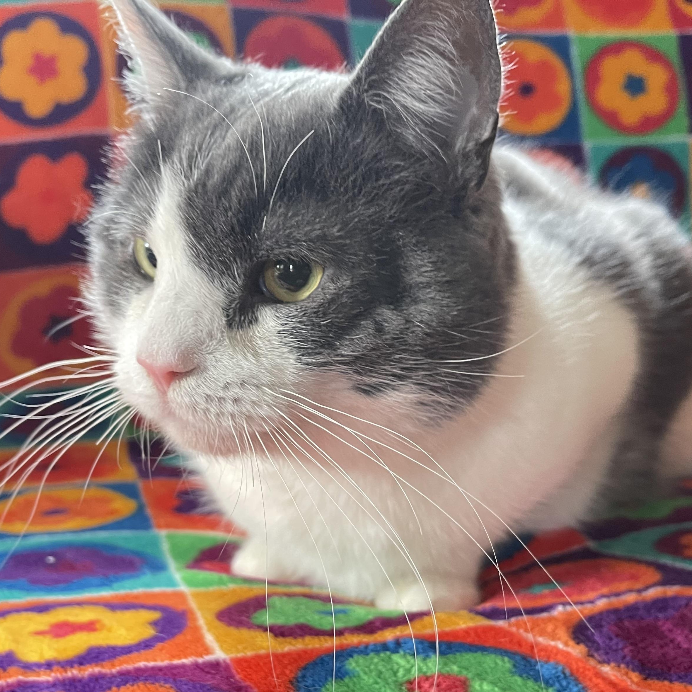 Enlarge Theodore, a Adoptable mixed breed in Scranton, PA image 6/6