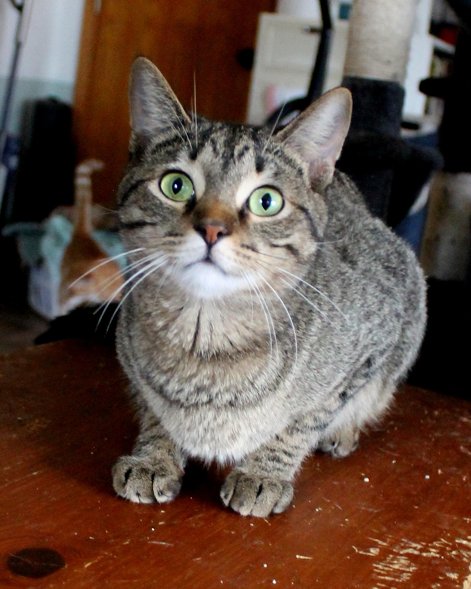 Enlarge Penny, a Adoptable Domestic Short Hair in Guthrie, OK image 2/5