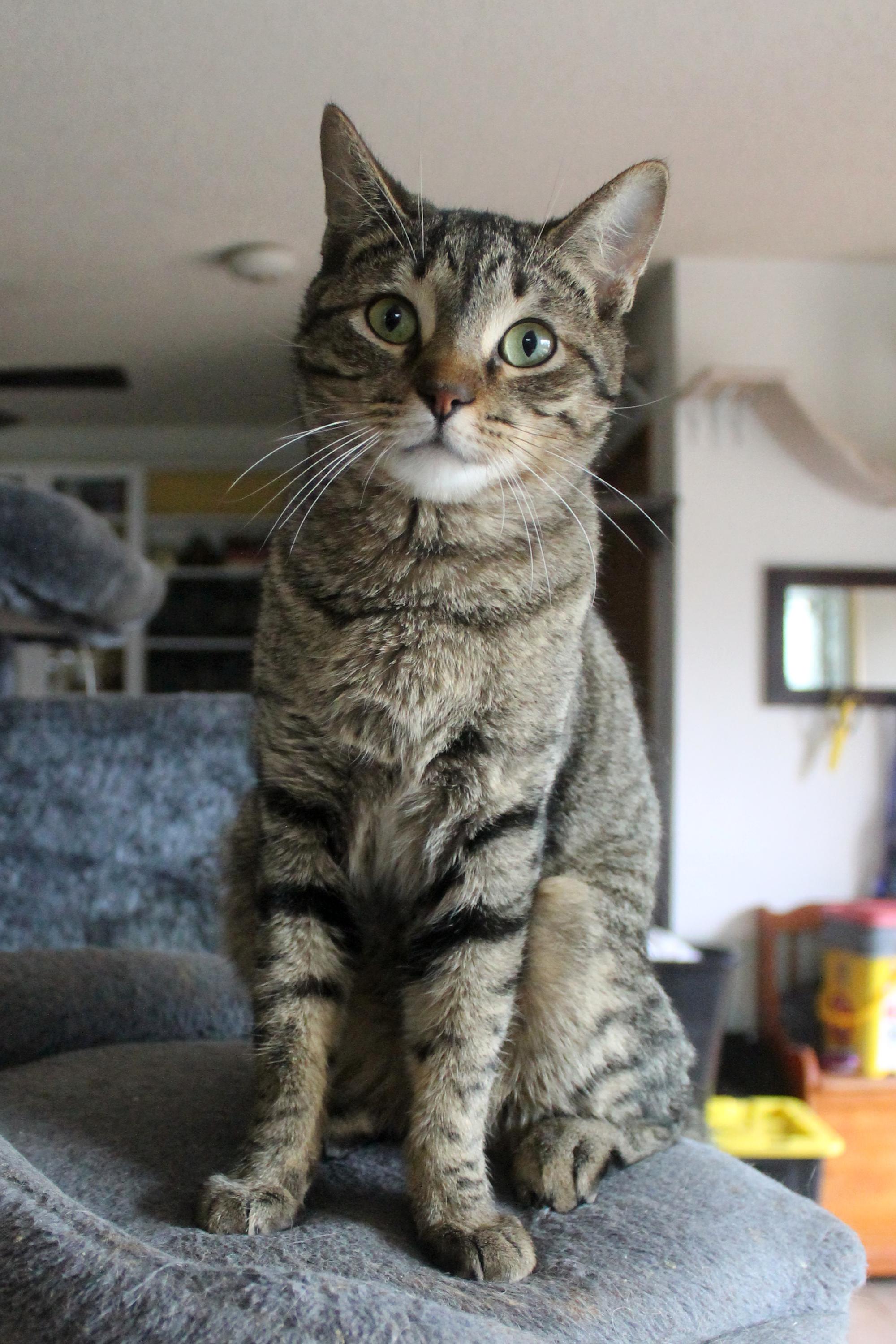 Enlarge Penny, a Adoptable Domestic Short Hair in Guthrie, OK image 4/5