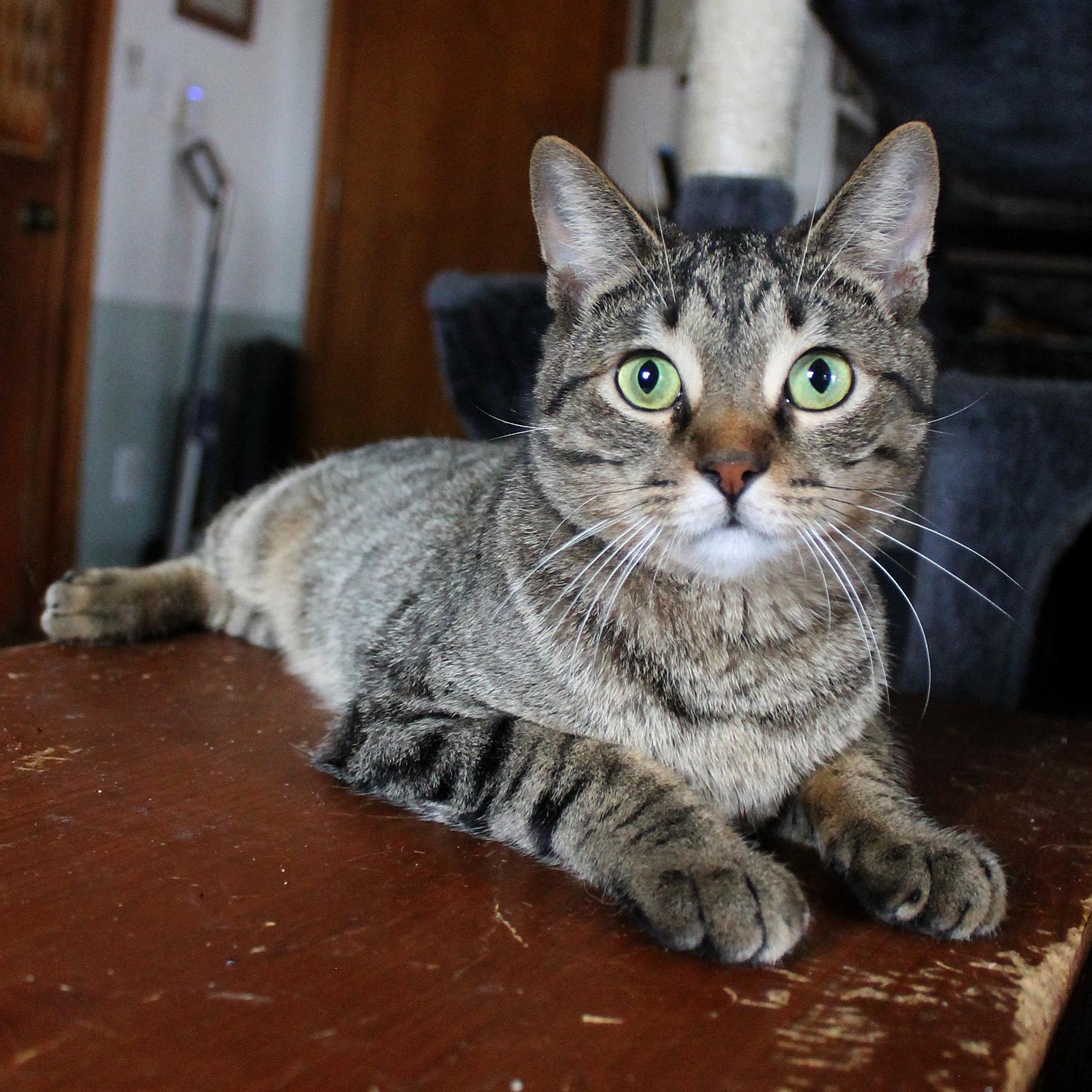 Enlarge Penny, a Adoptable Domestic Short Hair in Guthrie, OK image 3/5