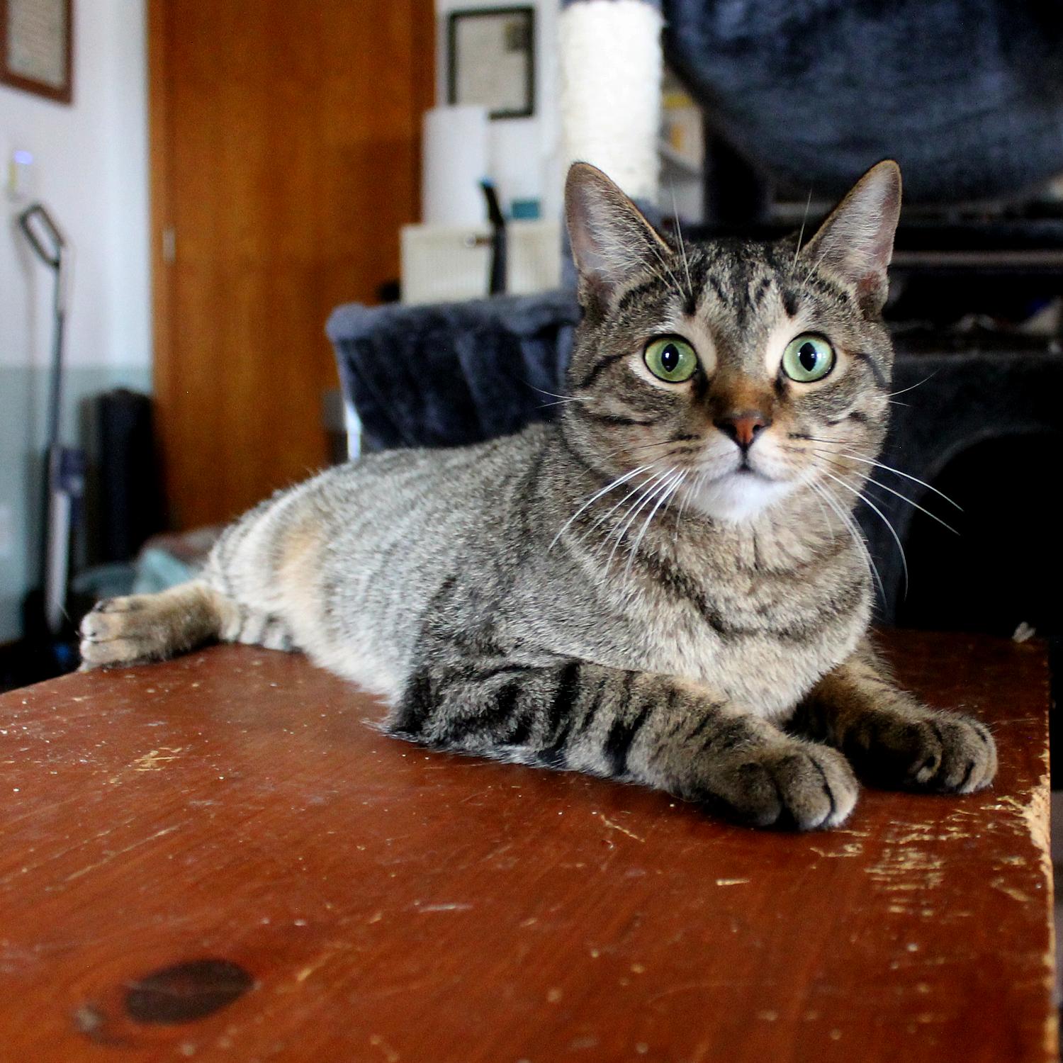 Enlarge Penny, a Adoptable Domestic Short Hair in Guthrie, OK image 5/5
