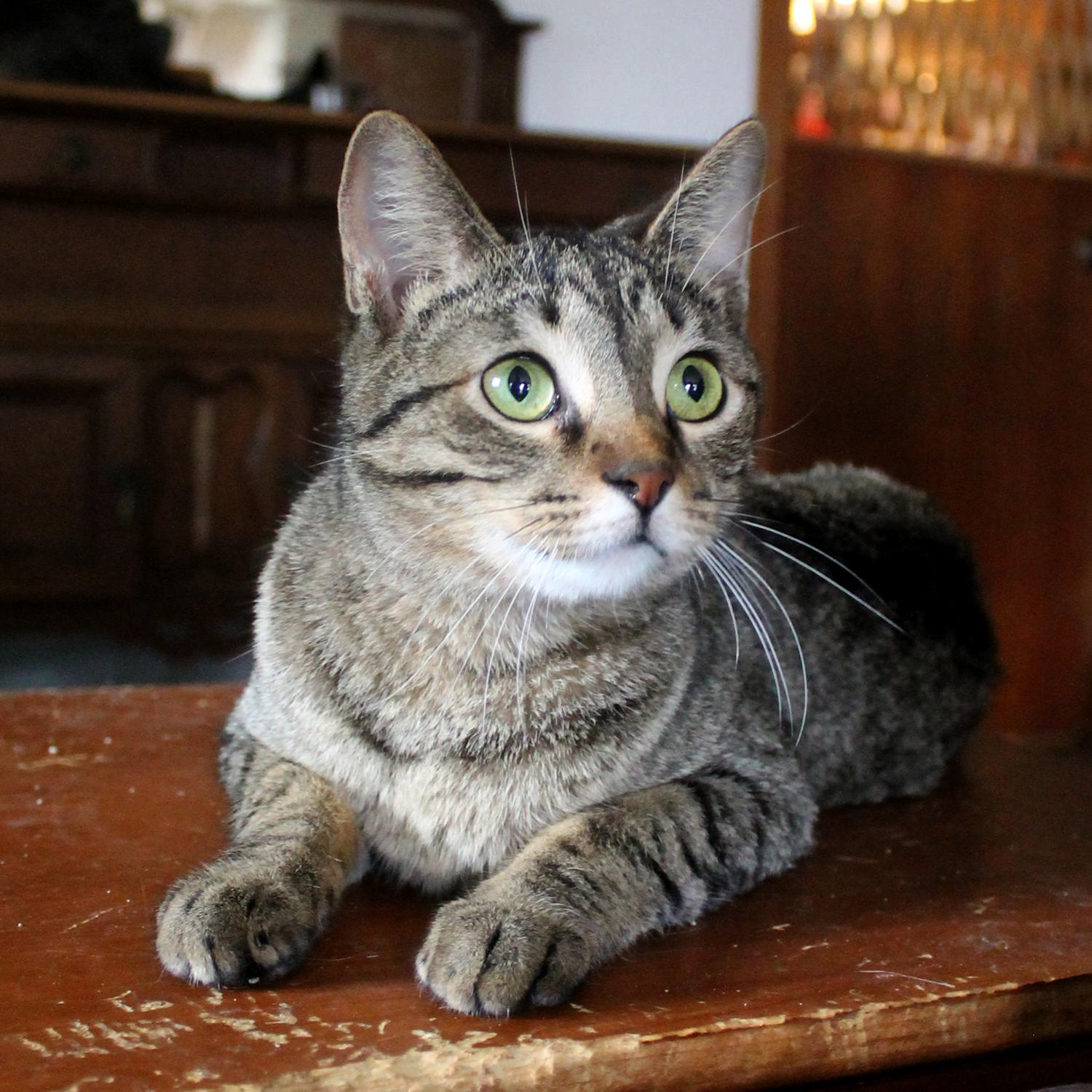 Penny, Adoptable, Young Female Domestic Short Hair.