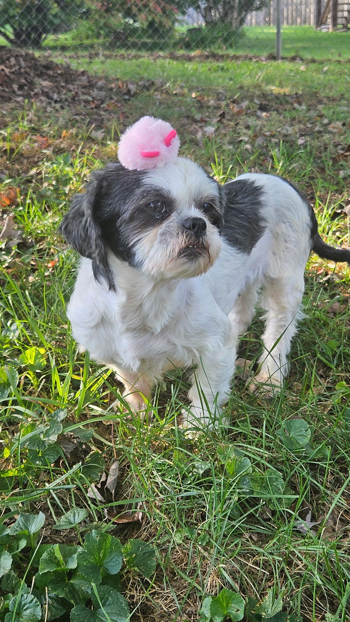 Dolly, Adoptable, Adult Female Shih Tzu.