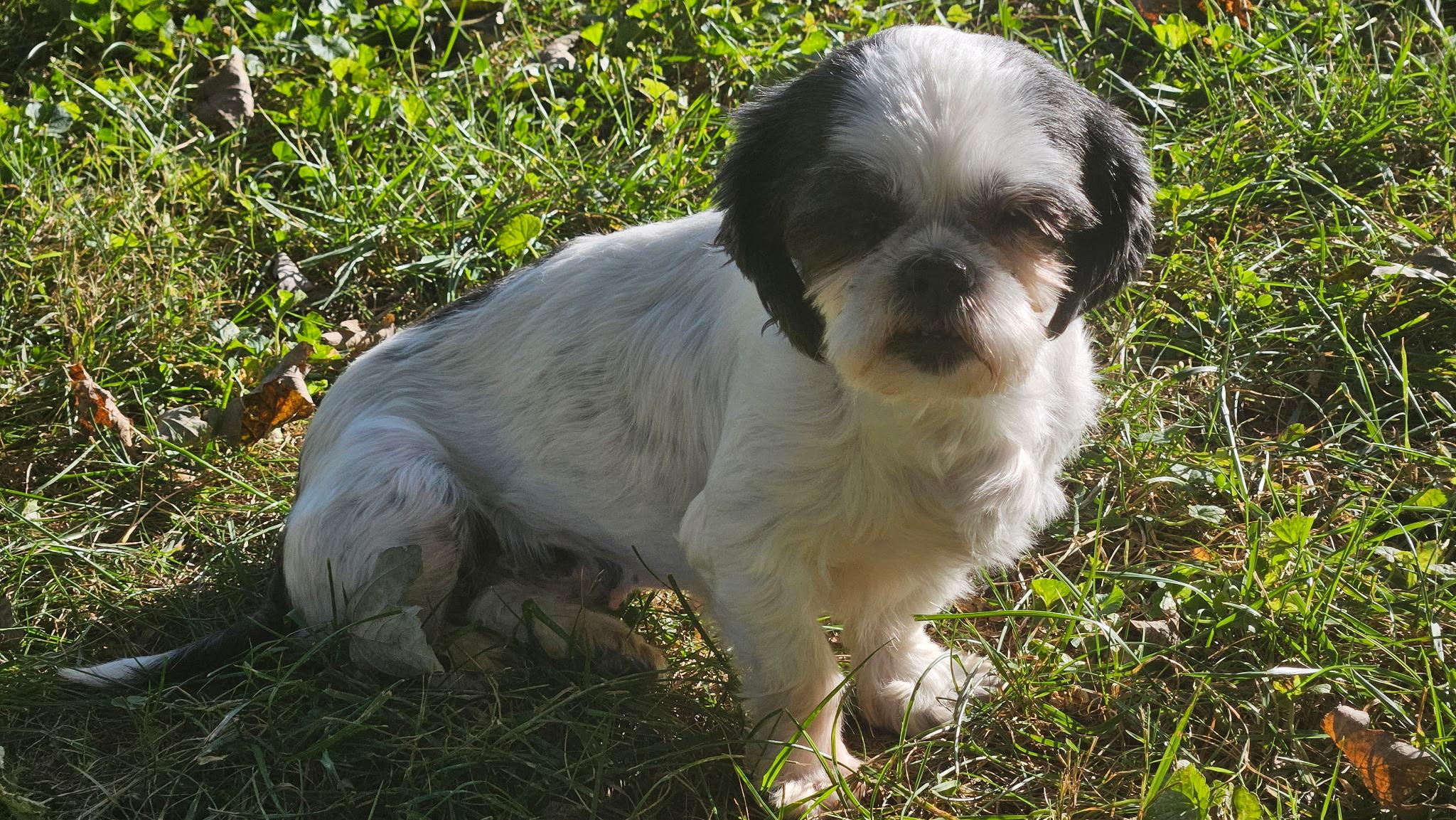 Enlarge Dolly, a Adoptable Shih Tzu in Richmond, KY image 2/6