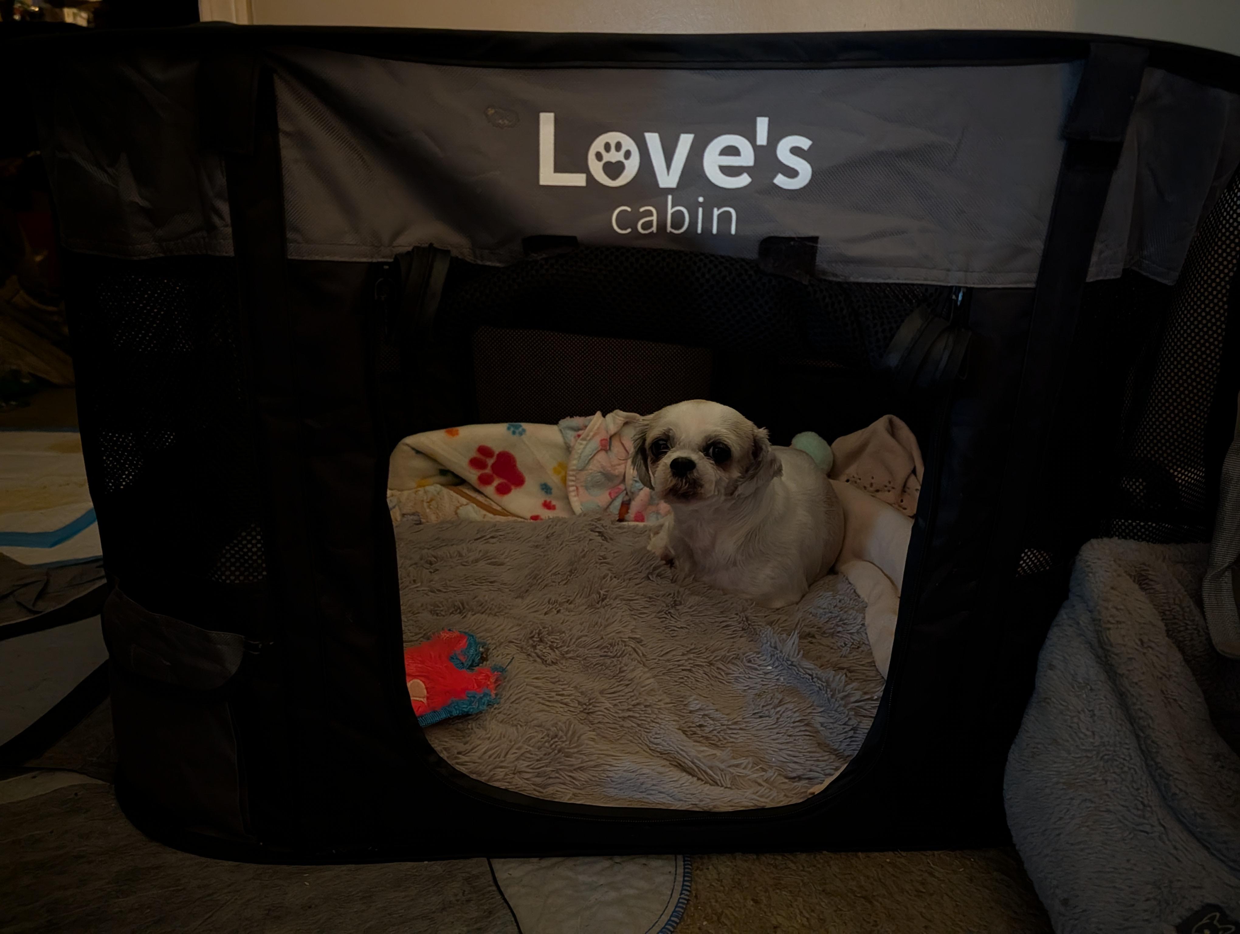 Enlarge Dolly, a Adoptable Shih Tzu in Richmond, KY image 3/6
