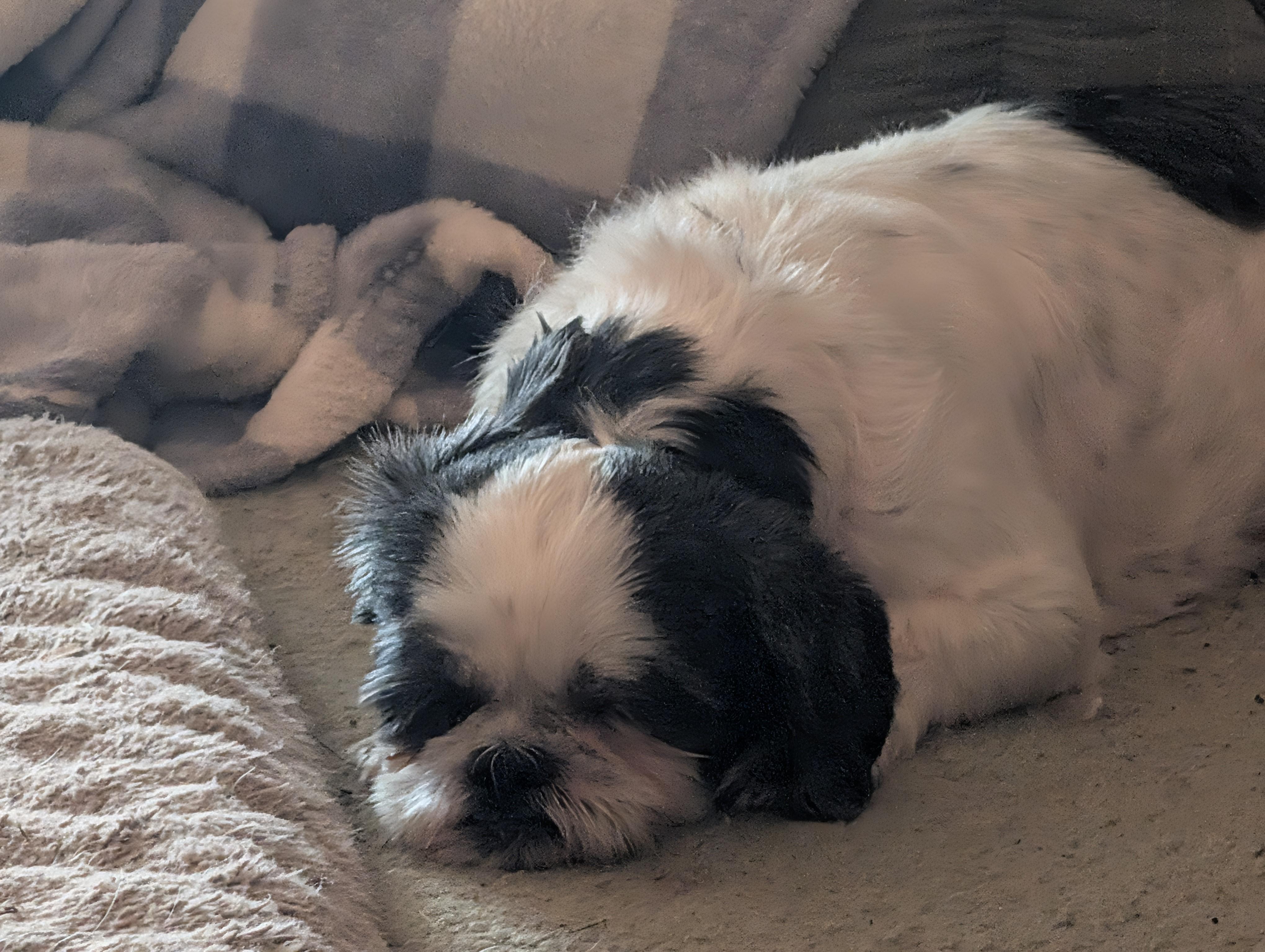 Enlarge Dolly, a Adoptable Shih Tzu in Richmond, KY image 4/6