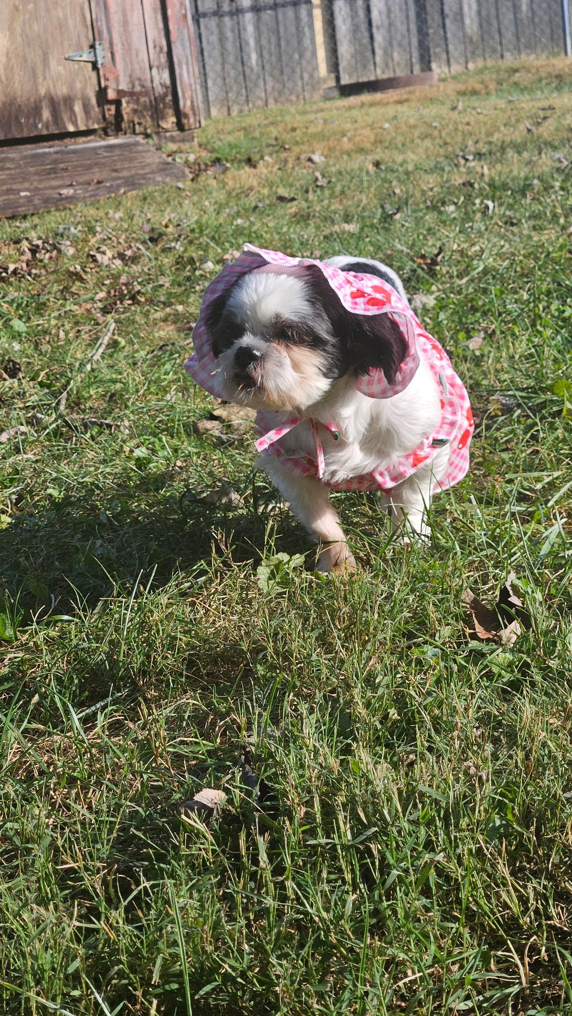 Enlarge Dolly, a Adoptable Shih Tzu in Richmond, KY image 5/6
