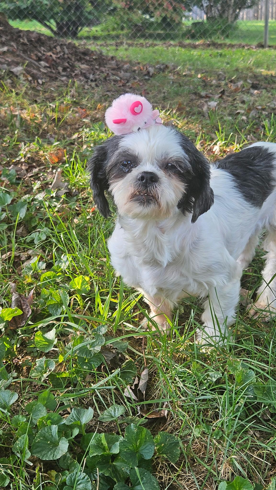 Enlarge Dolly, a Adoptable Shih Tzu in Richmond, KY image 6/6