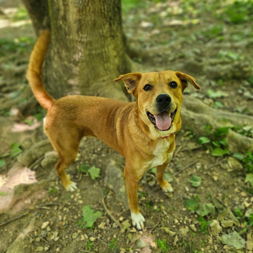 Rosie, a Adoptable mixed breed in Springfield, MO image 1/6