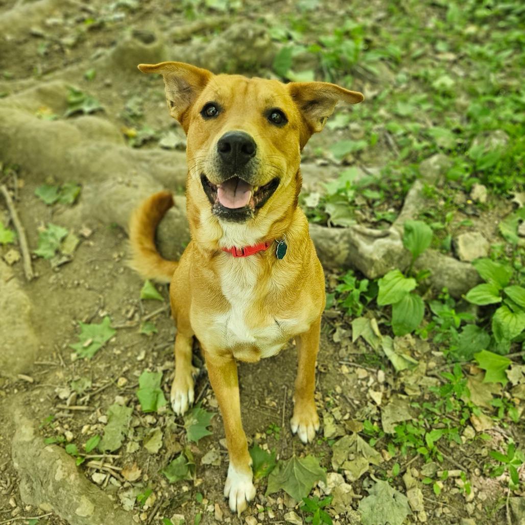 Rosie, a Adoptable mixed breed in Springfield, MO image 2/6