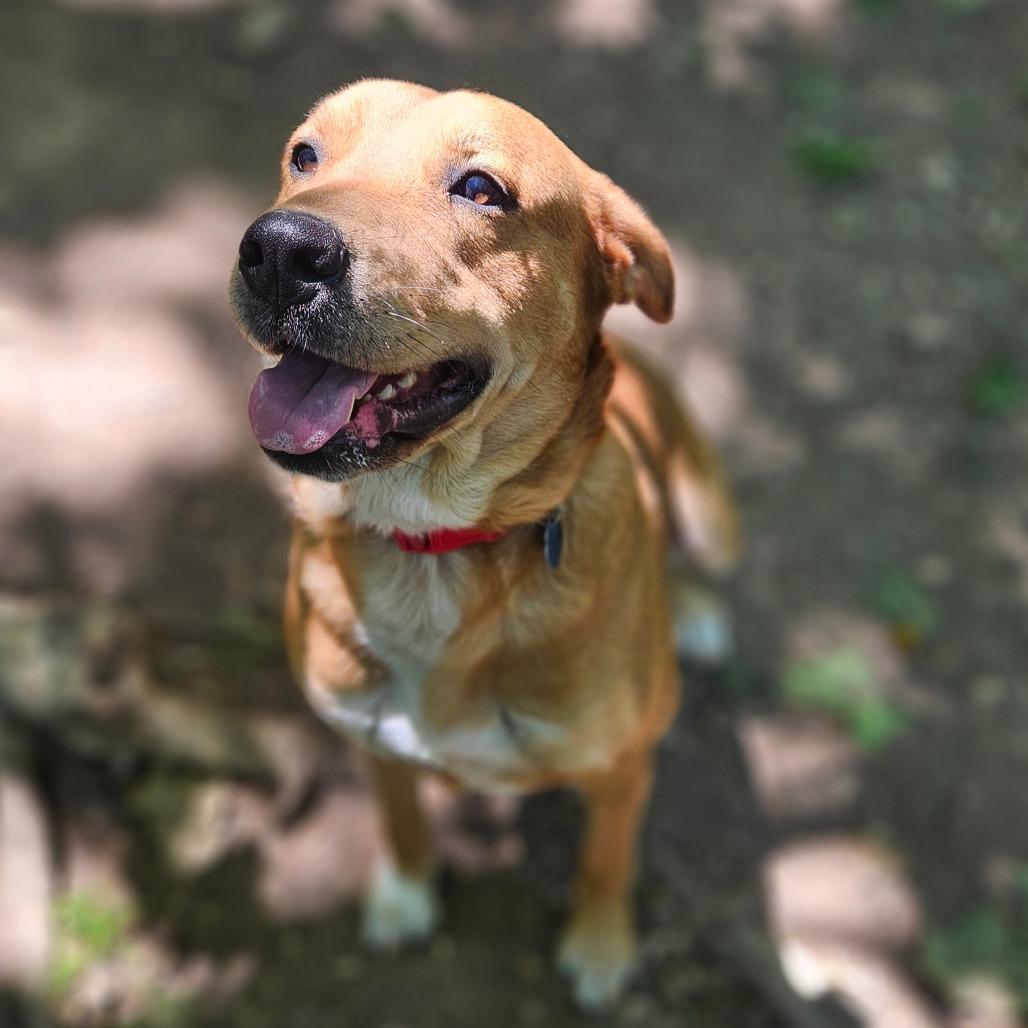 Rosie, a Adoptable mixed breed in Springfield, MO image 3/6