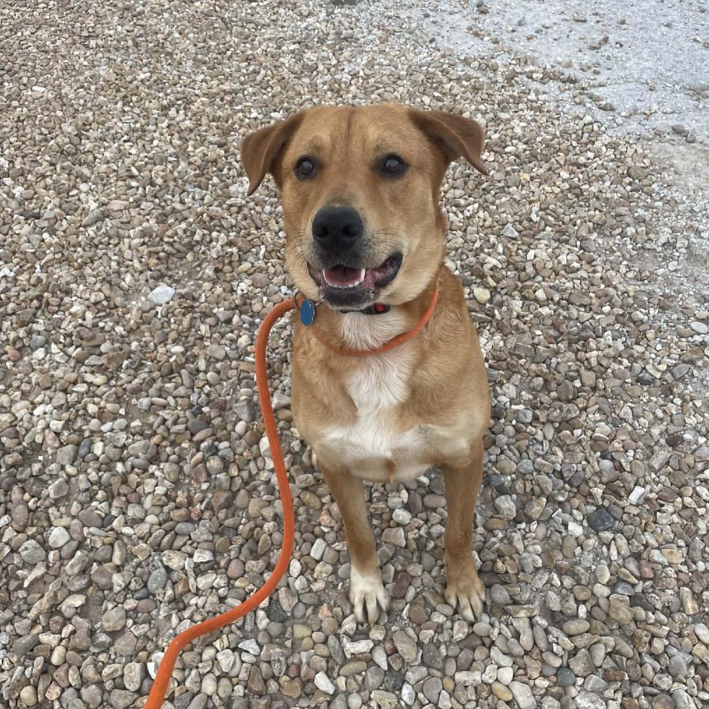 Rosie, Adoptable, Adult Female Labrador Retriever.