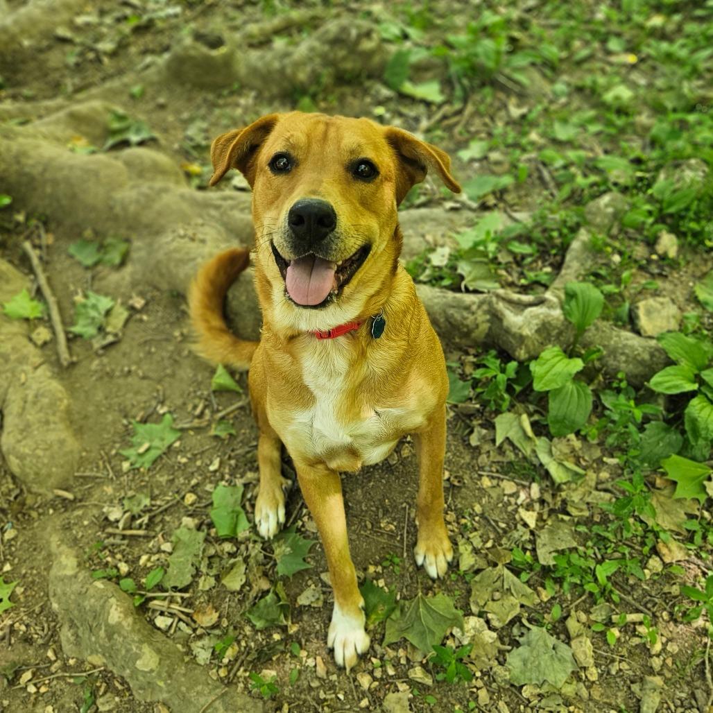 Rosie, a Adoptable mixed breed in Springfield, MO image 5/6